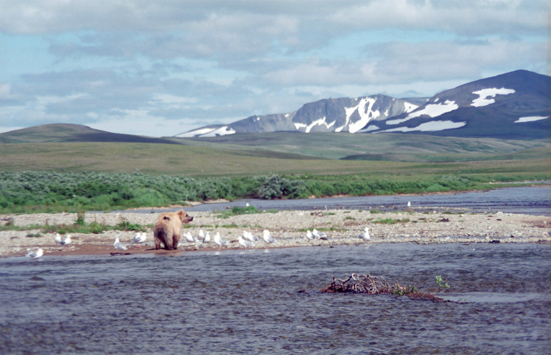 DTG09019n Alaskan Sandy Brown Bear
