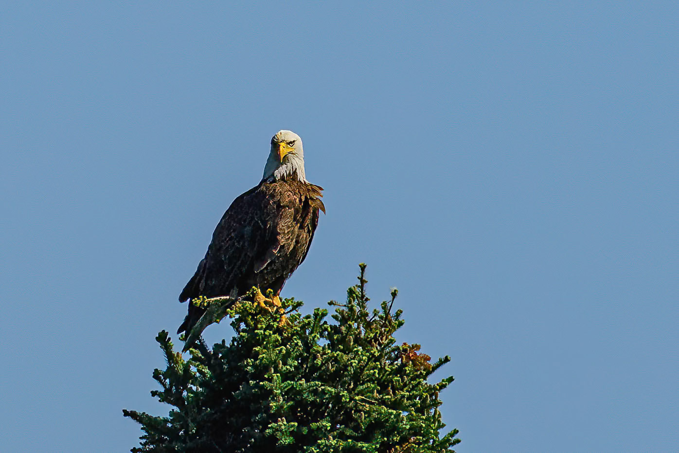 DTGD37958 Eagle on Winnipesaukee