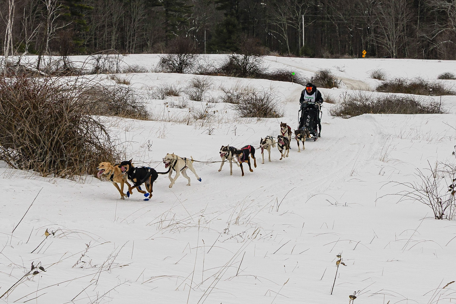 DTGD32345 Laconia, NH Sled Dog Races, 2020