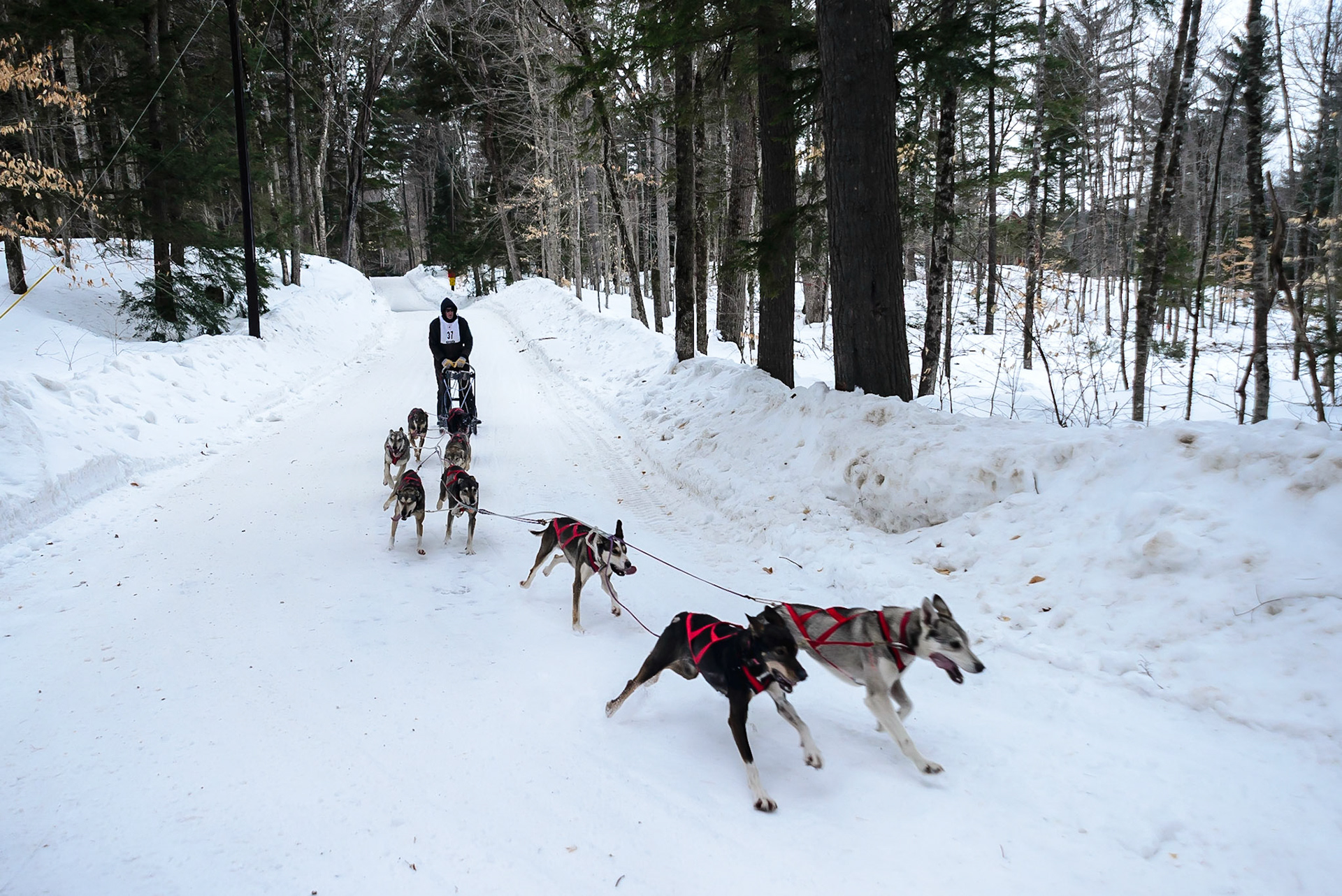 DTGD16938 Tamworth Sled Dog Races