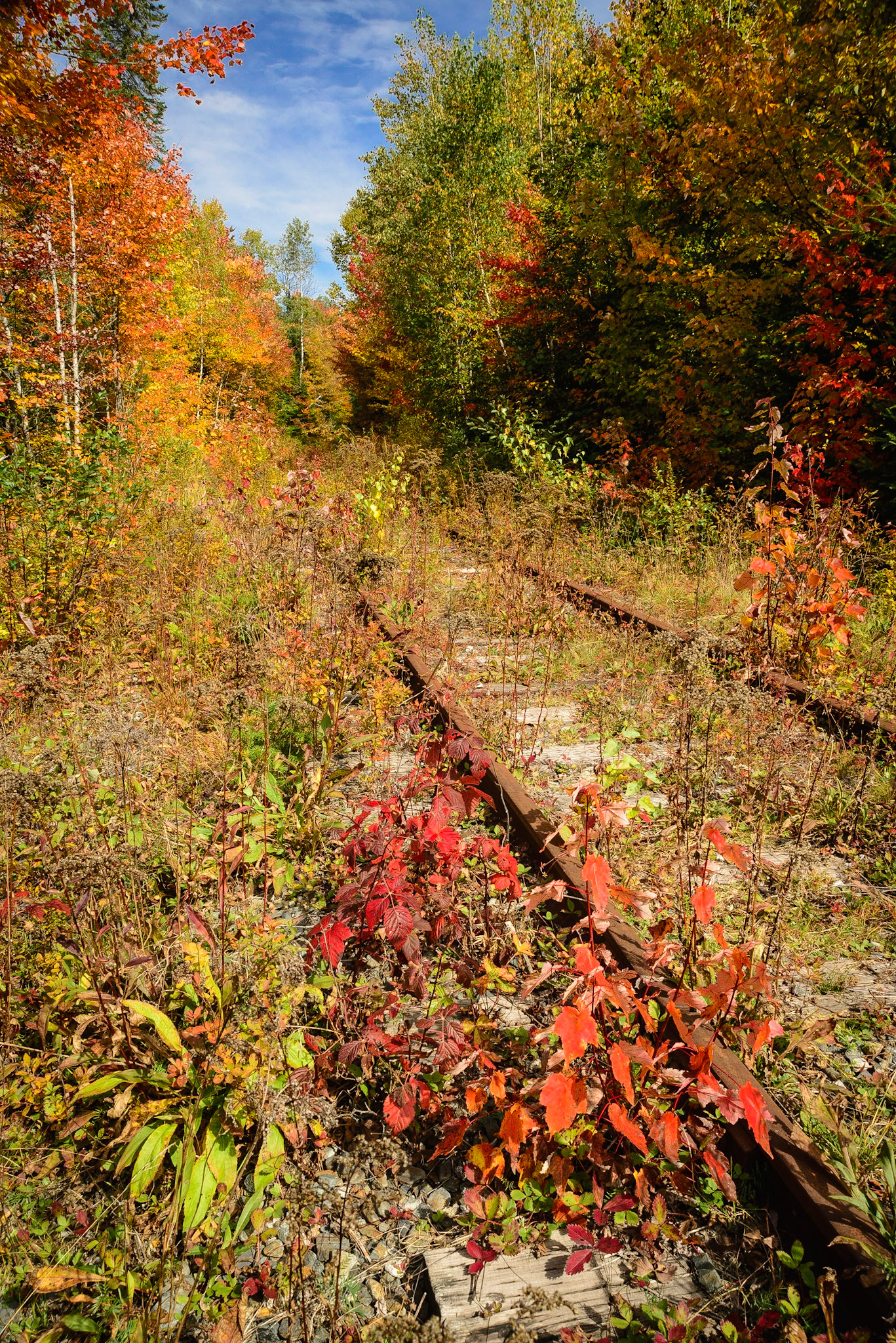DTGD18277 Overgrown Abandon Railroad in Fall