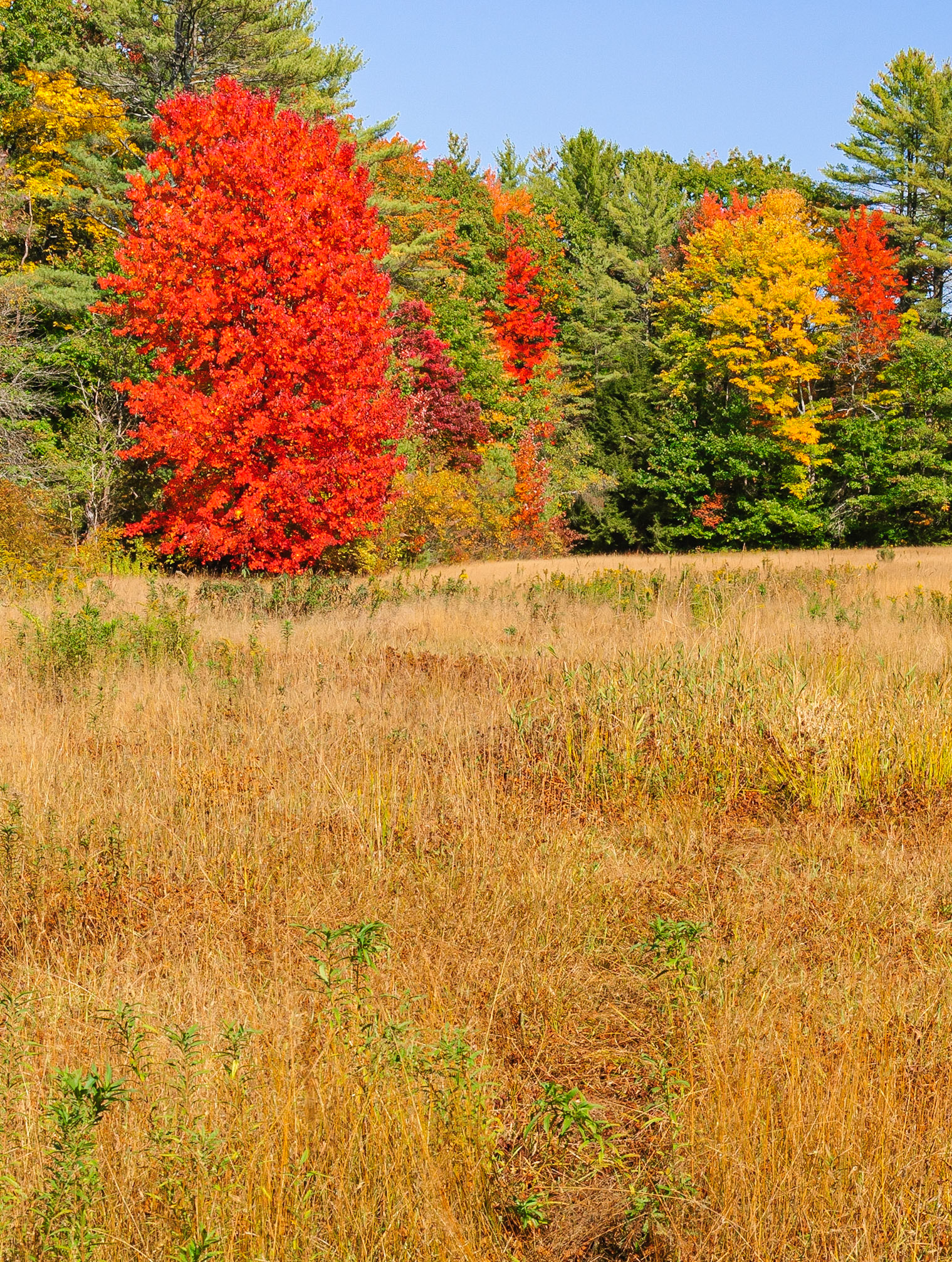 DTGD33469 Fall color