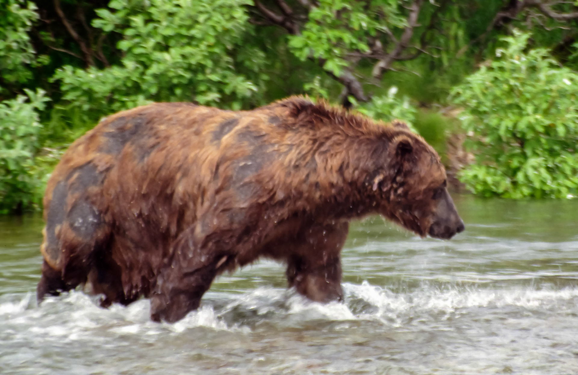 DTG09009n Alaskan Brown Bear