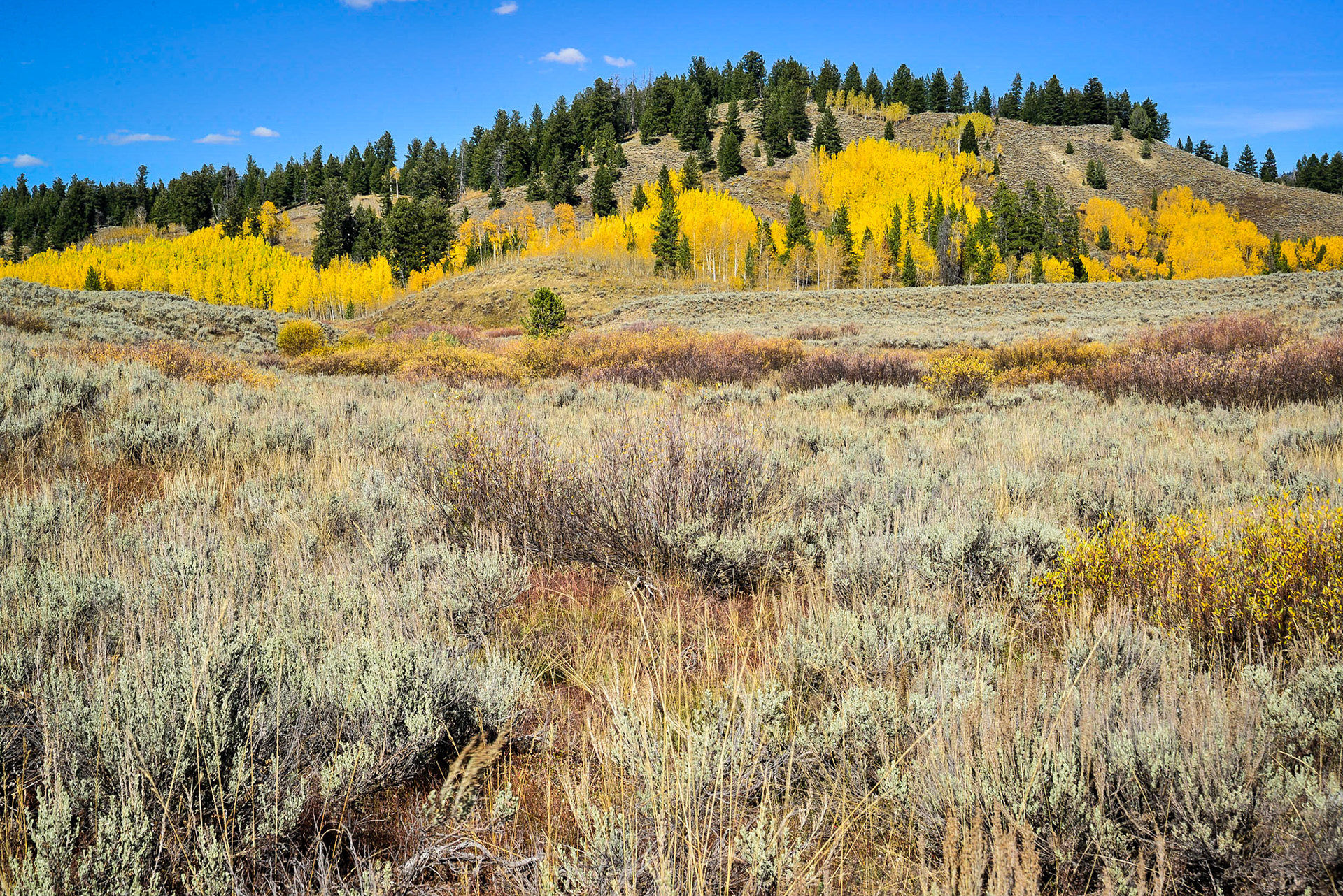 DTGD21275 Fall color in the hills along Pacific Creek Road, WY