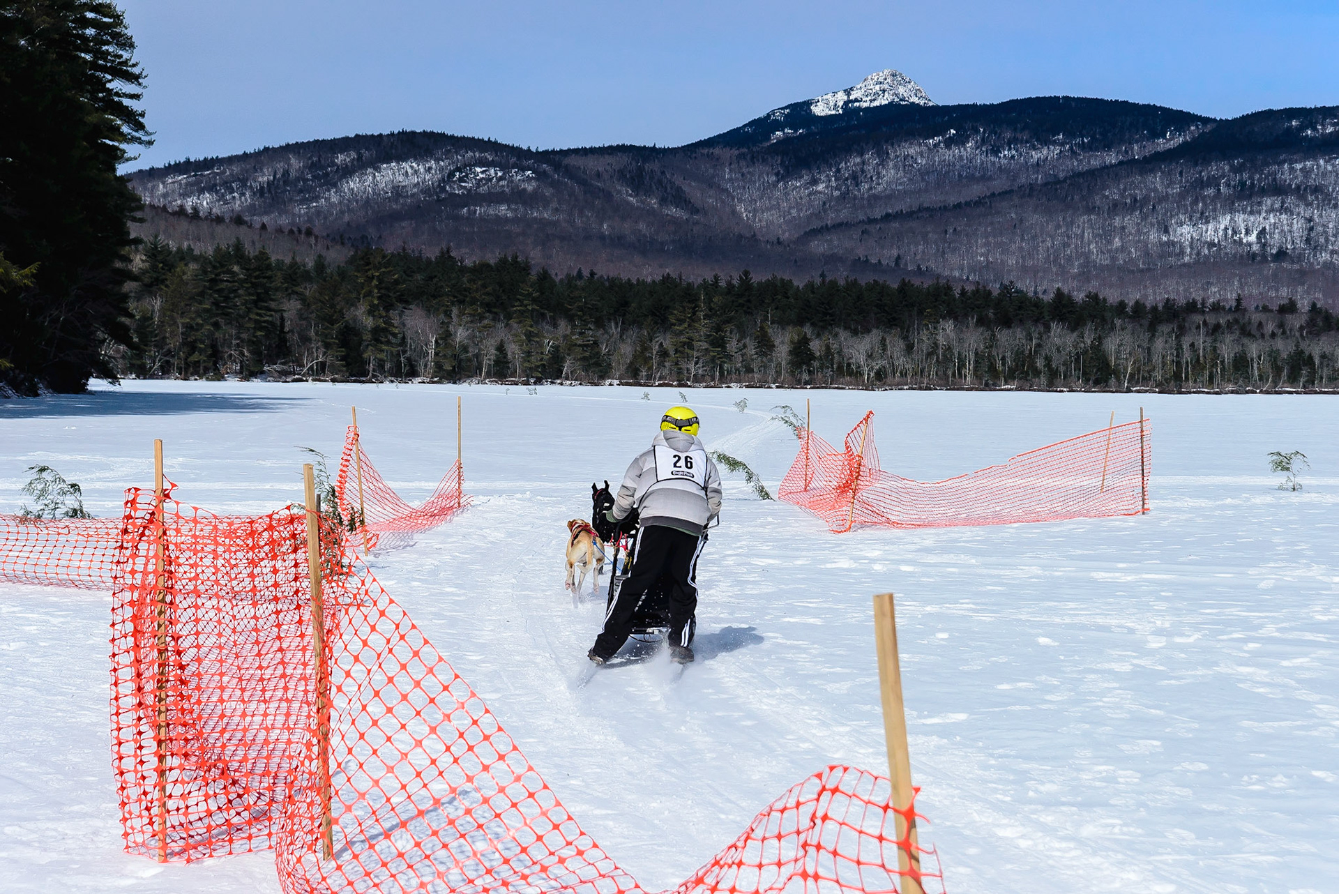 DTGD16782 Tamworth Sled Dog Races