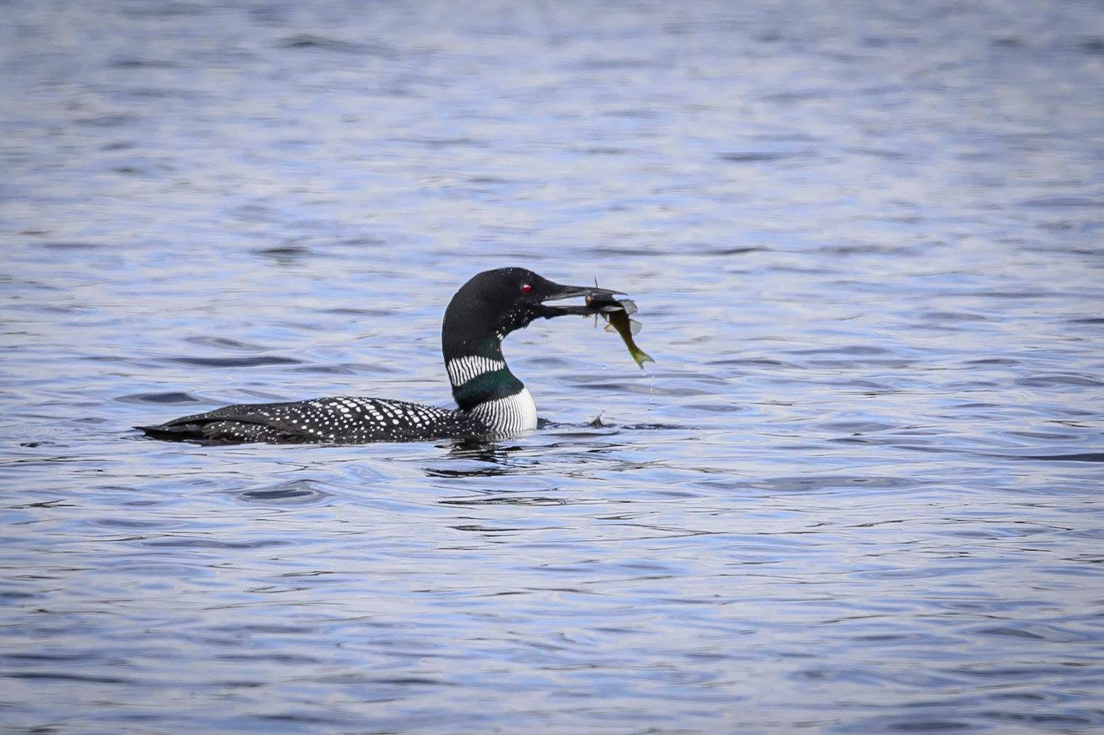 DTGD30505-Loon with lunch