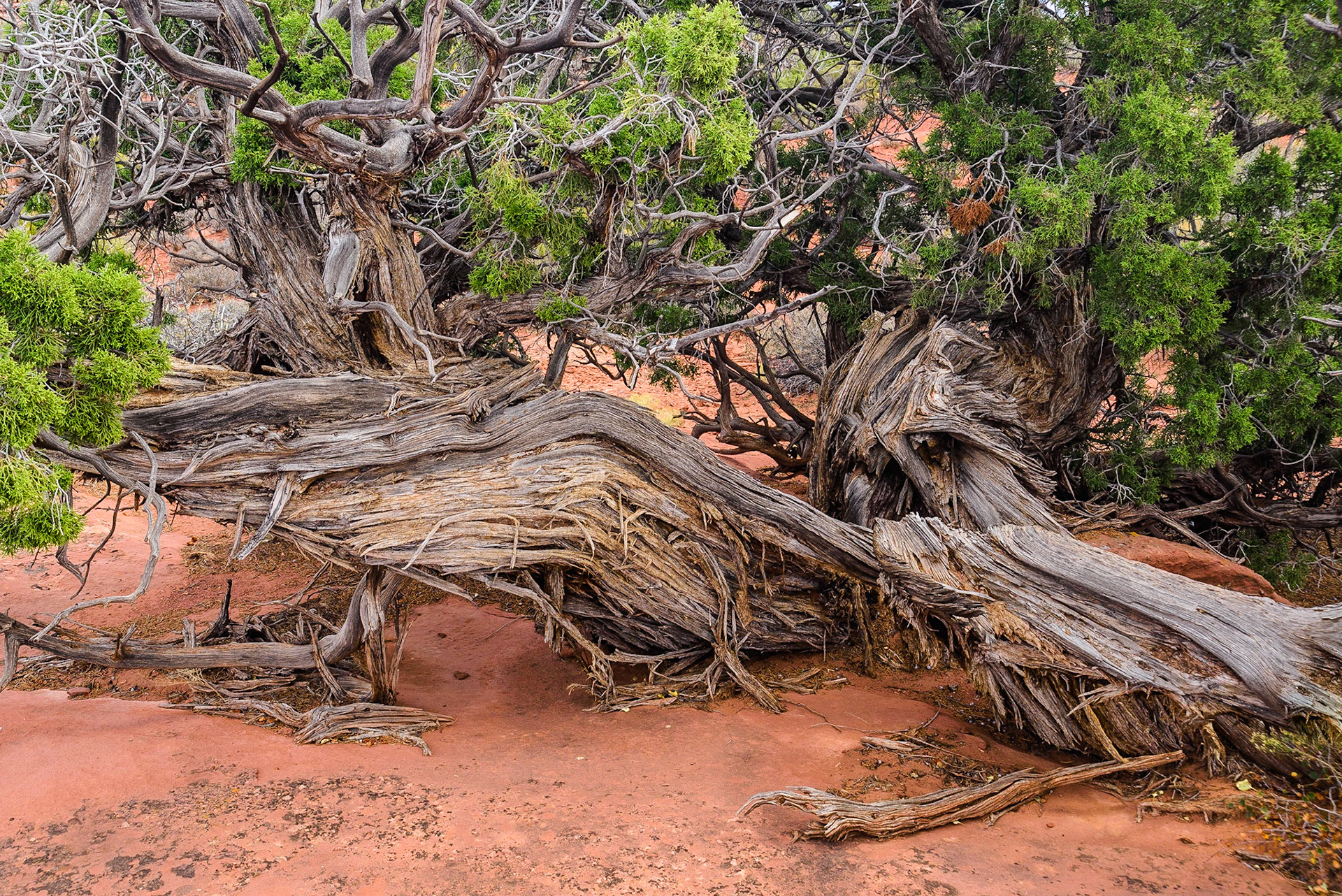 DTGD21756 Old Juniper, Canyon Lands Nat'l Park