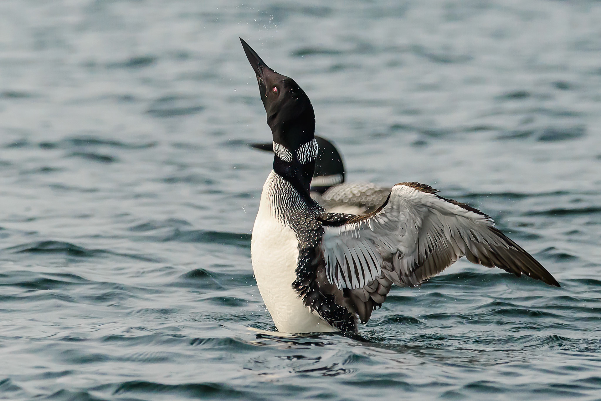 DTGD39949 Loon on Winnipesaukee