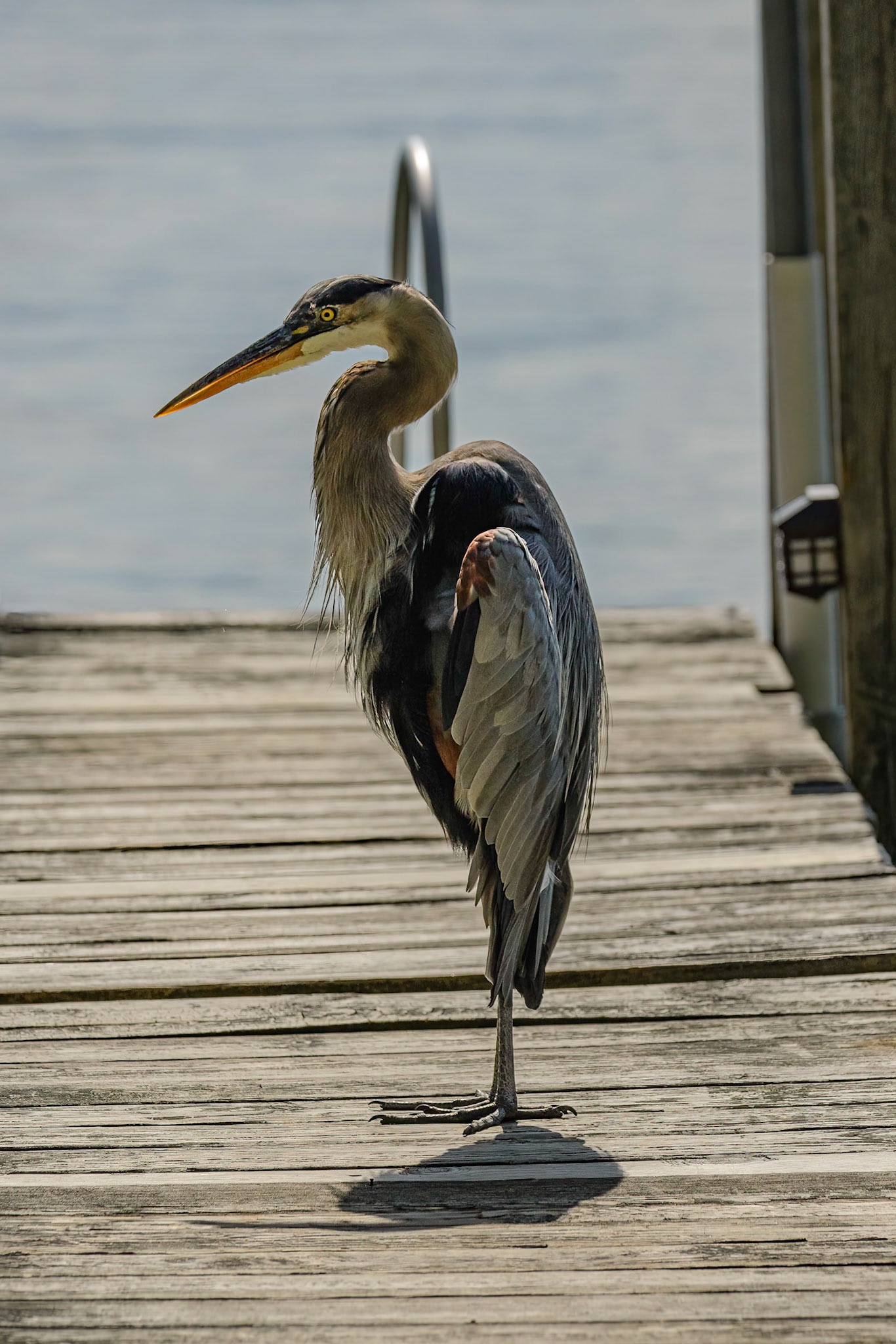 DTGD38341-Blue Heron on Winnipesaukee