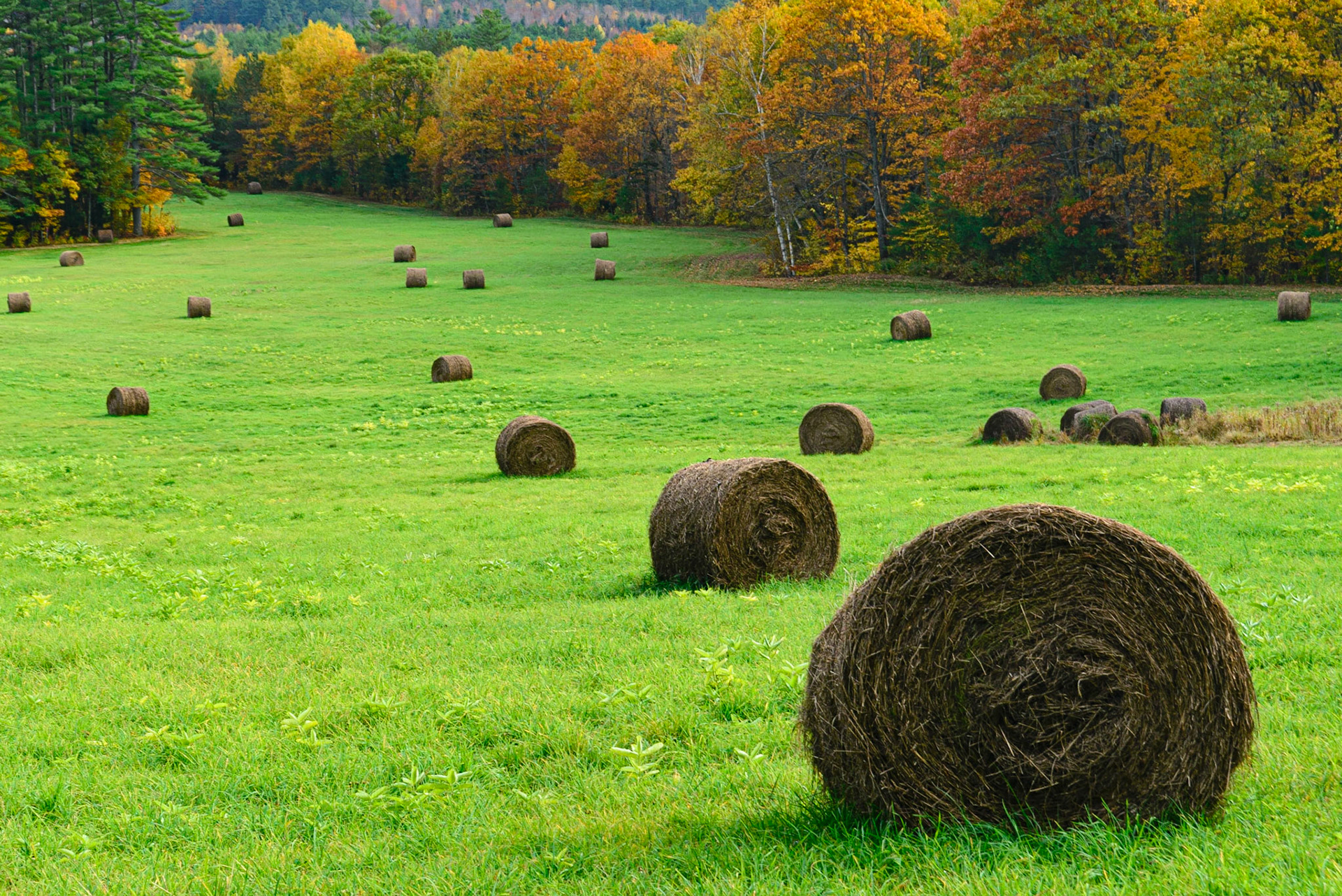 DTGD16455 Hay Bales in Fall