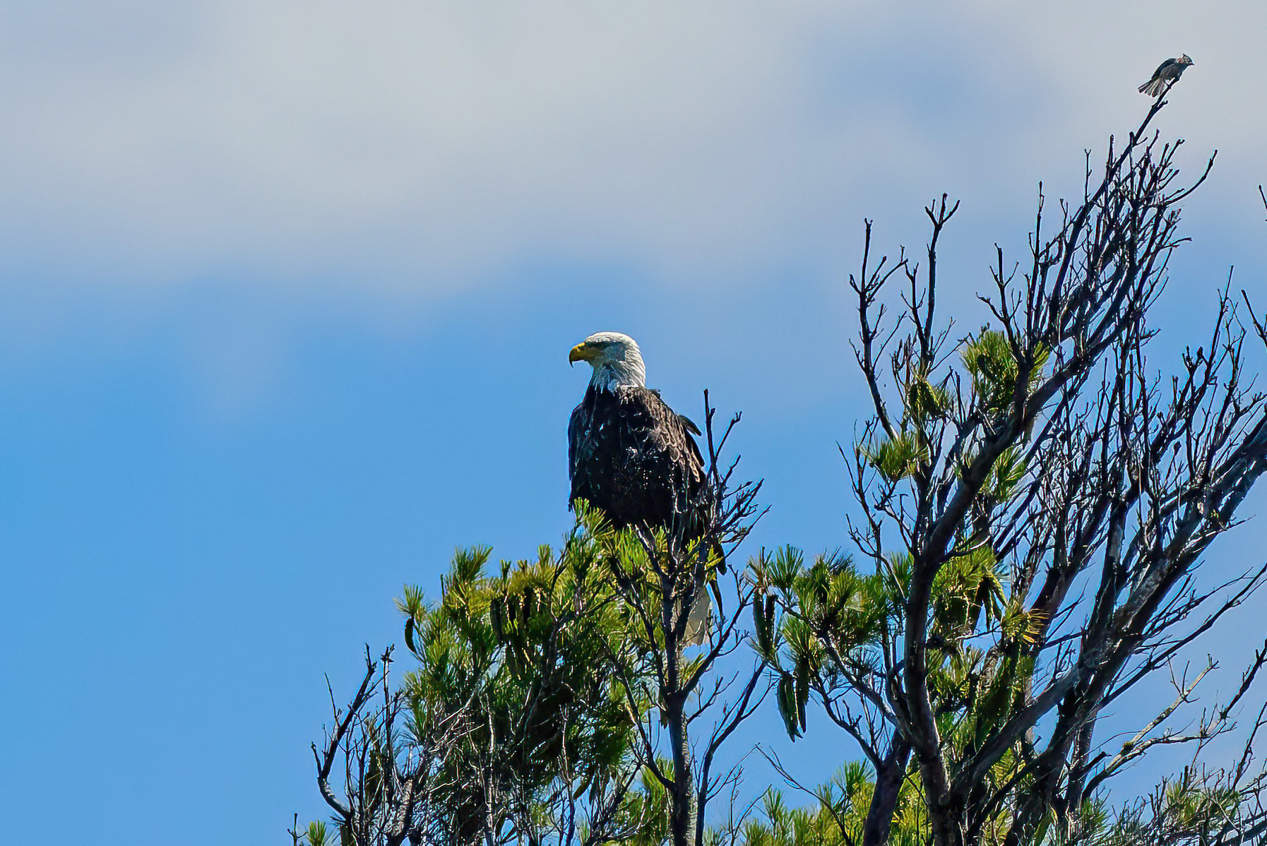 DTGD41441 Bald Eagle on Squam Lake