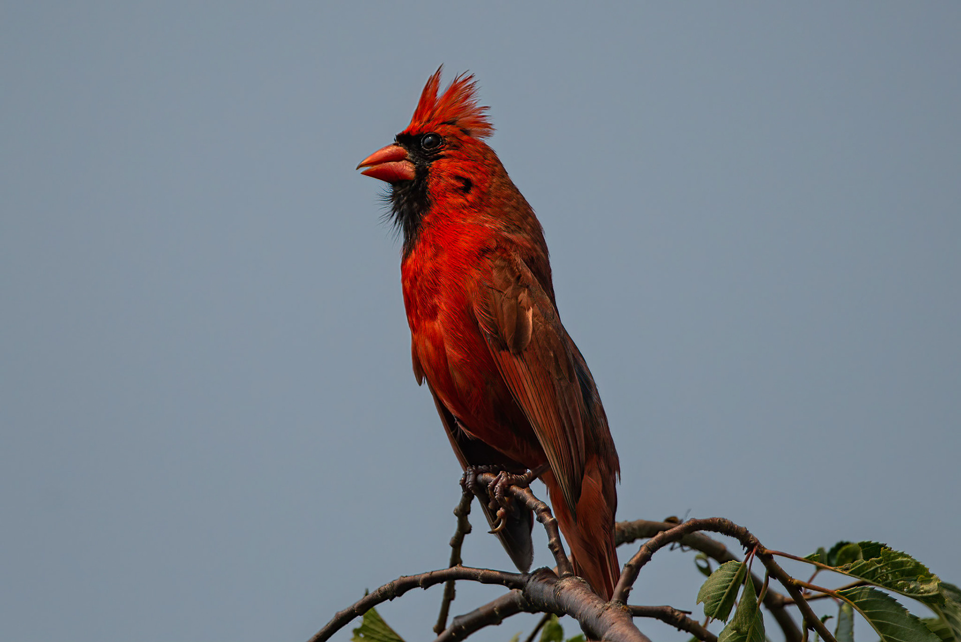 DTGD34605-Cardinal