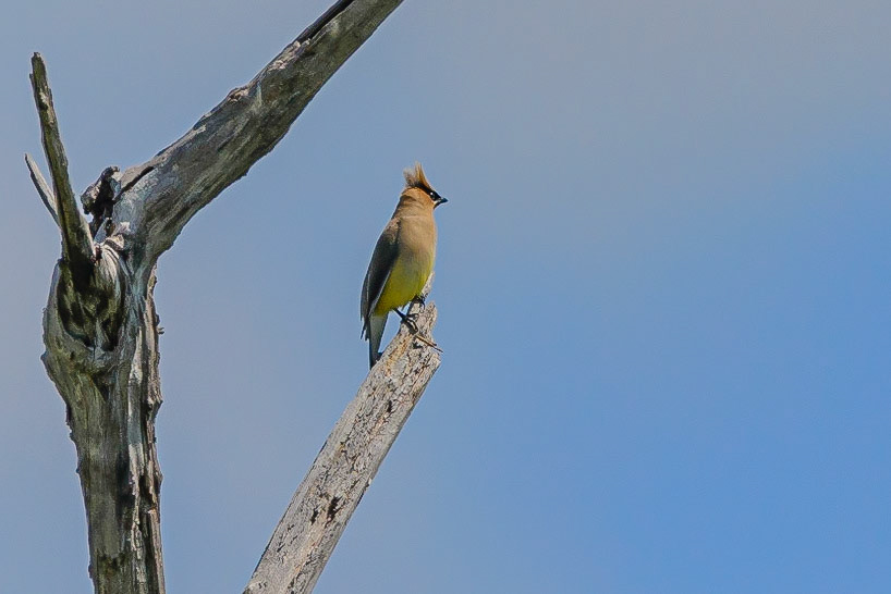 DTGD31361-Cedar Waxwing