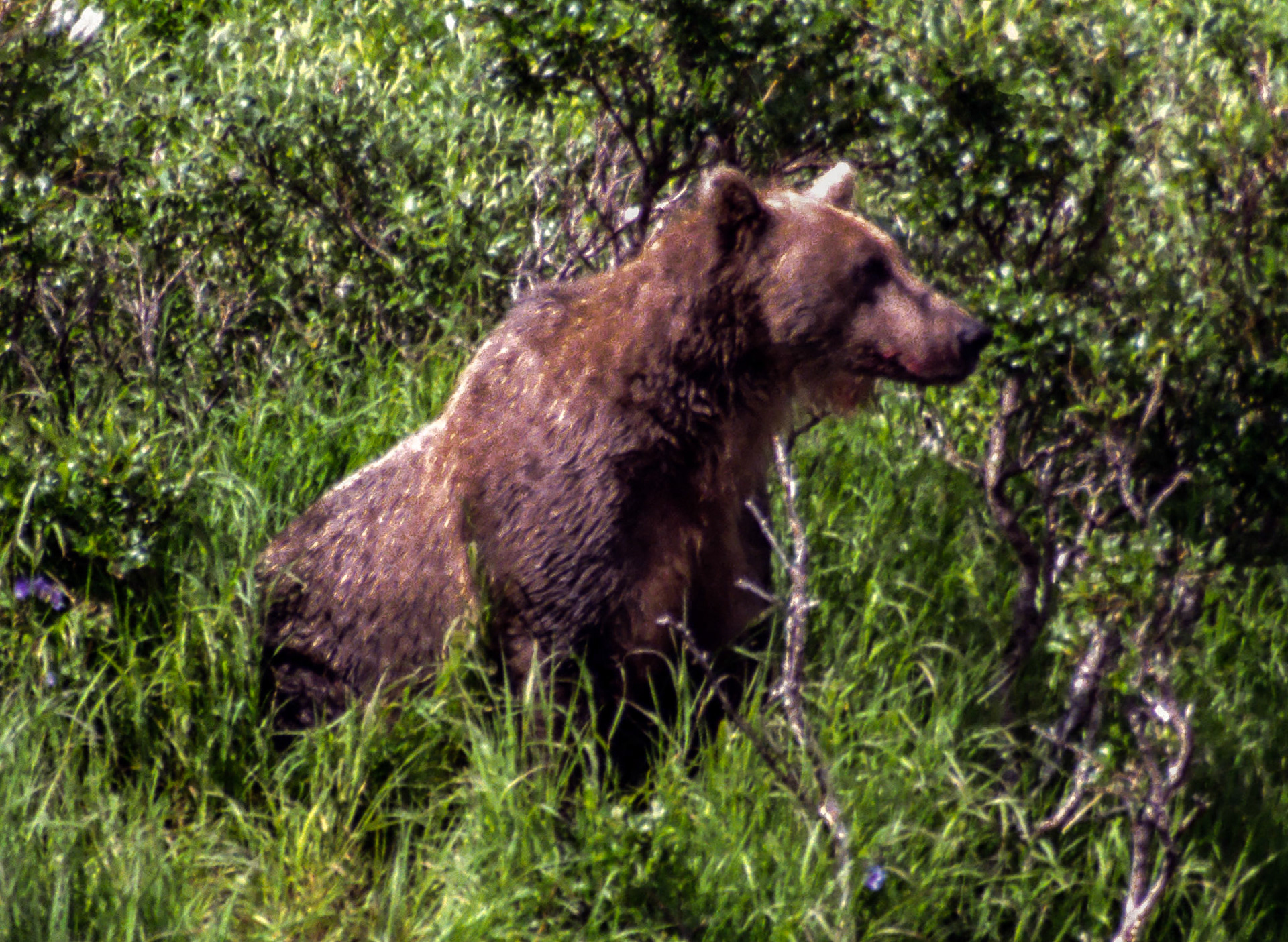 Brown Bear in tundra