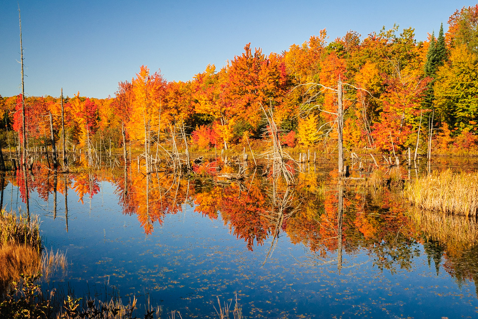 DTGD12662 UP Fall Color