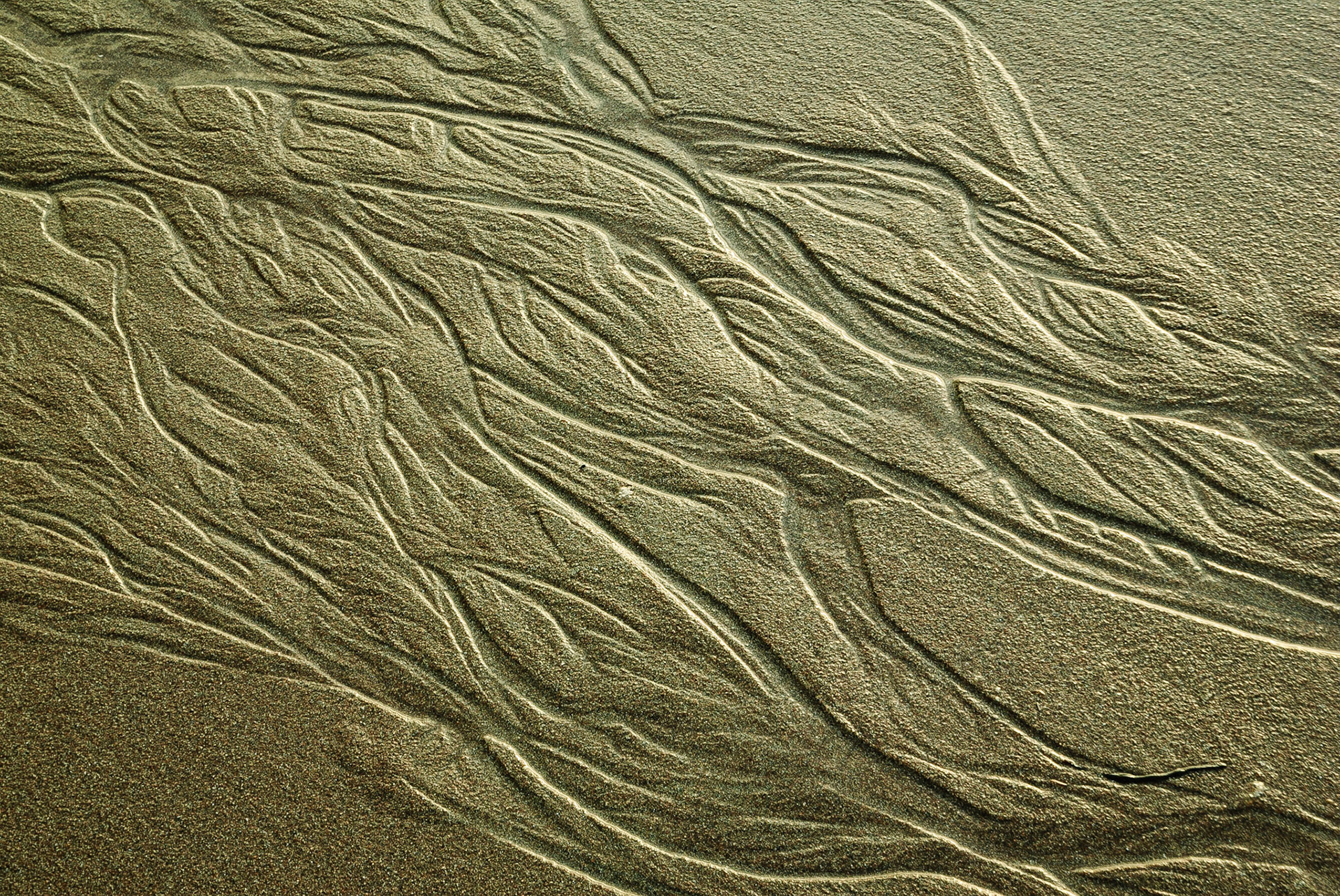 DTGD13488 Sand Beach, Acadia