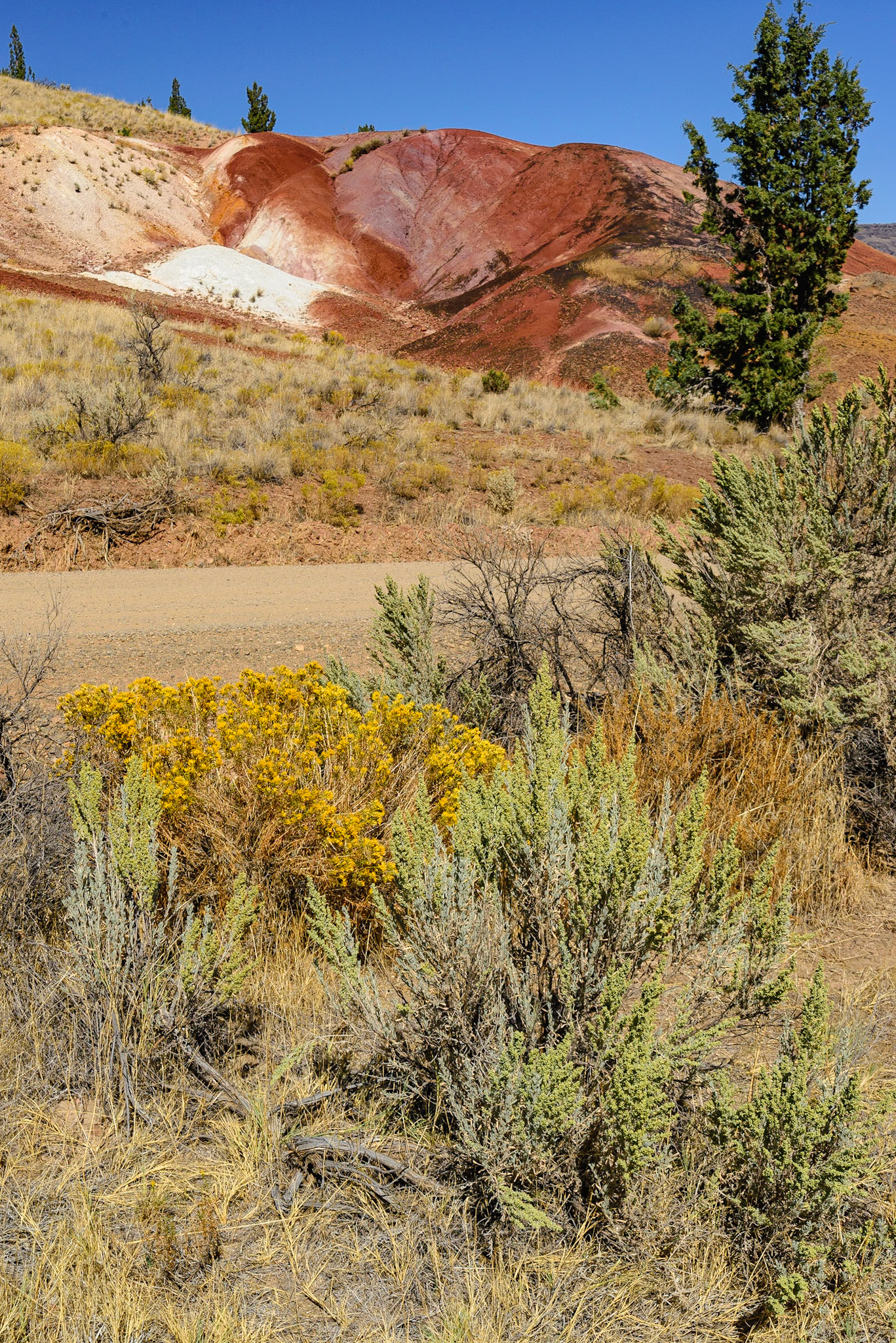 DTGD21342 The Painted Hills, Wheeler County OR.