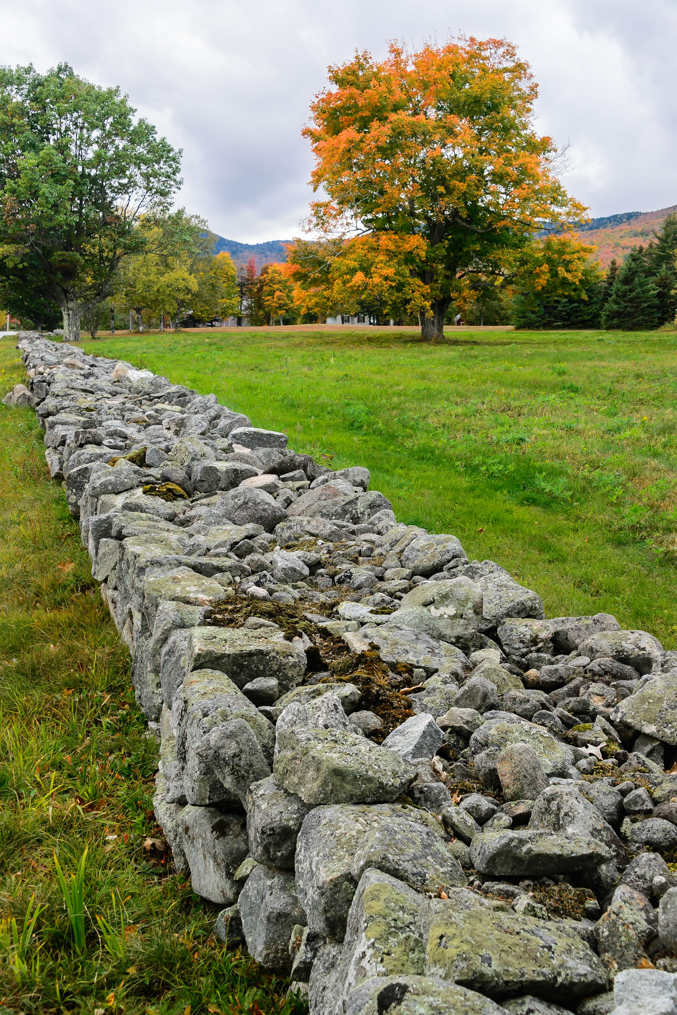 DTGD26936 Old Stone Wall in Fall
