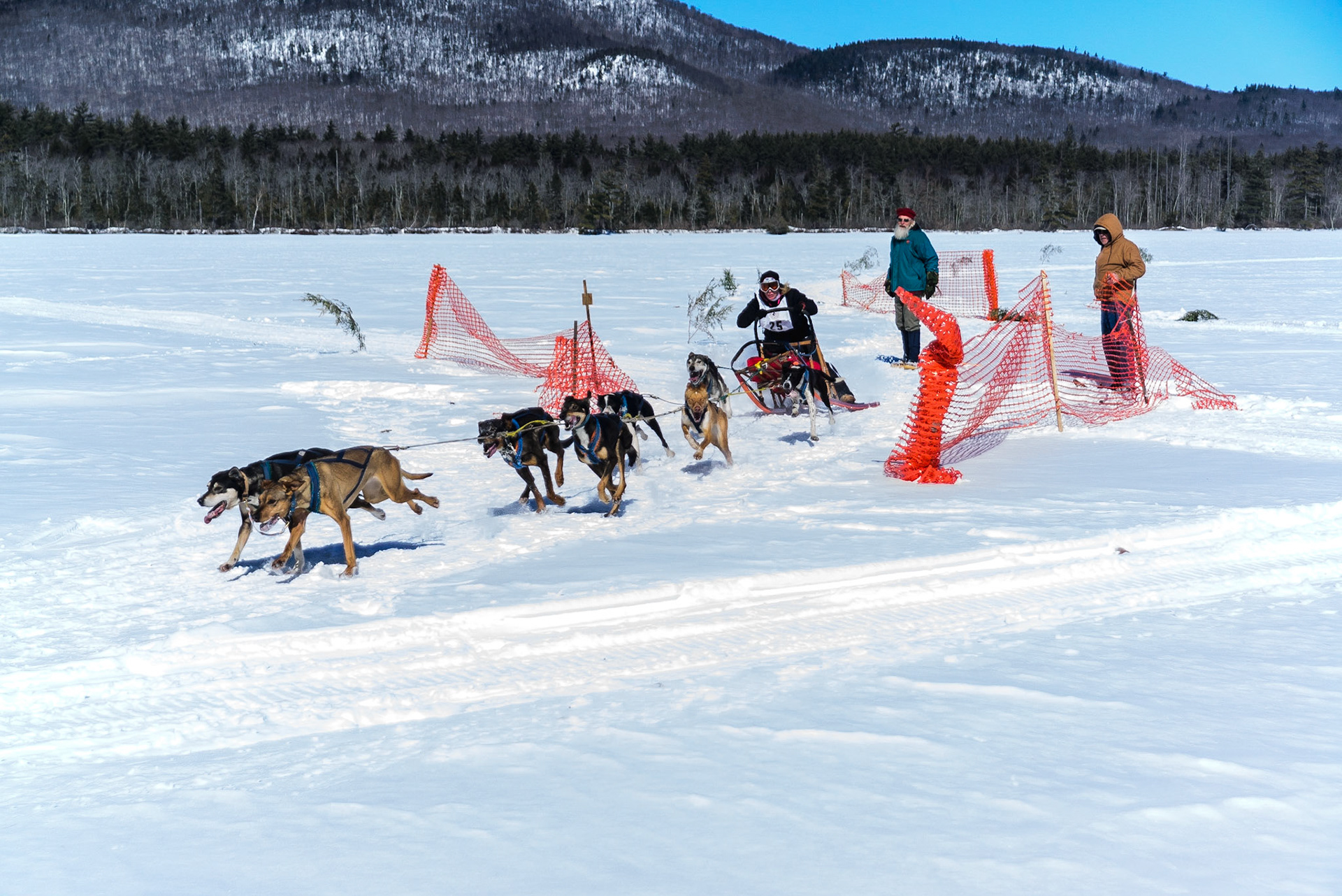 DTGD19294 2015 Sled Dog Races