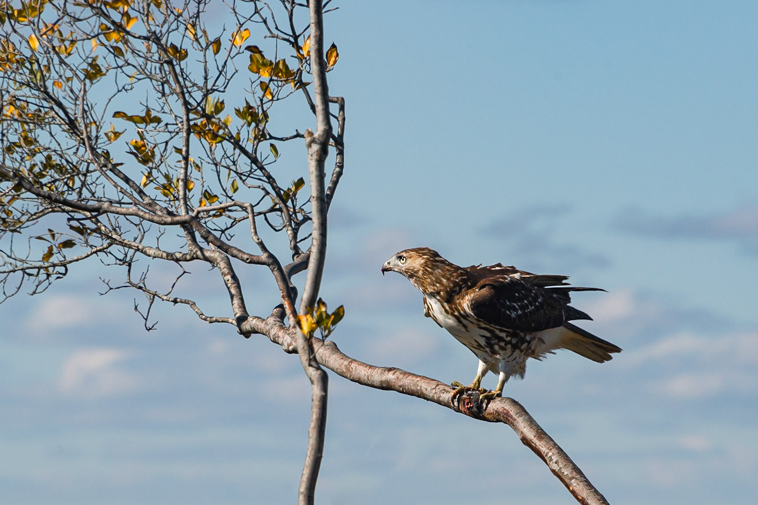 DTGD36899-Broad Winged Hawk