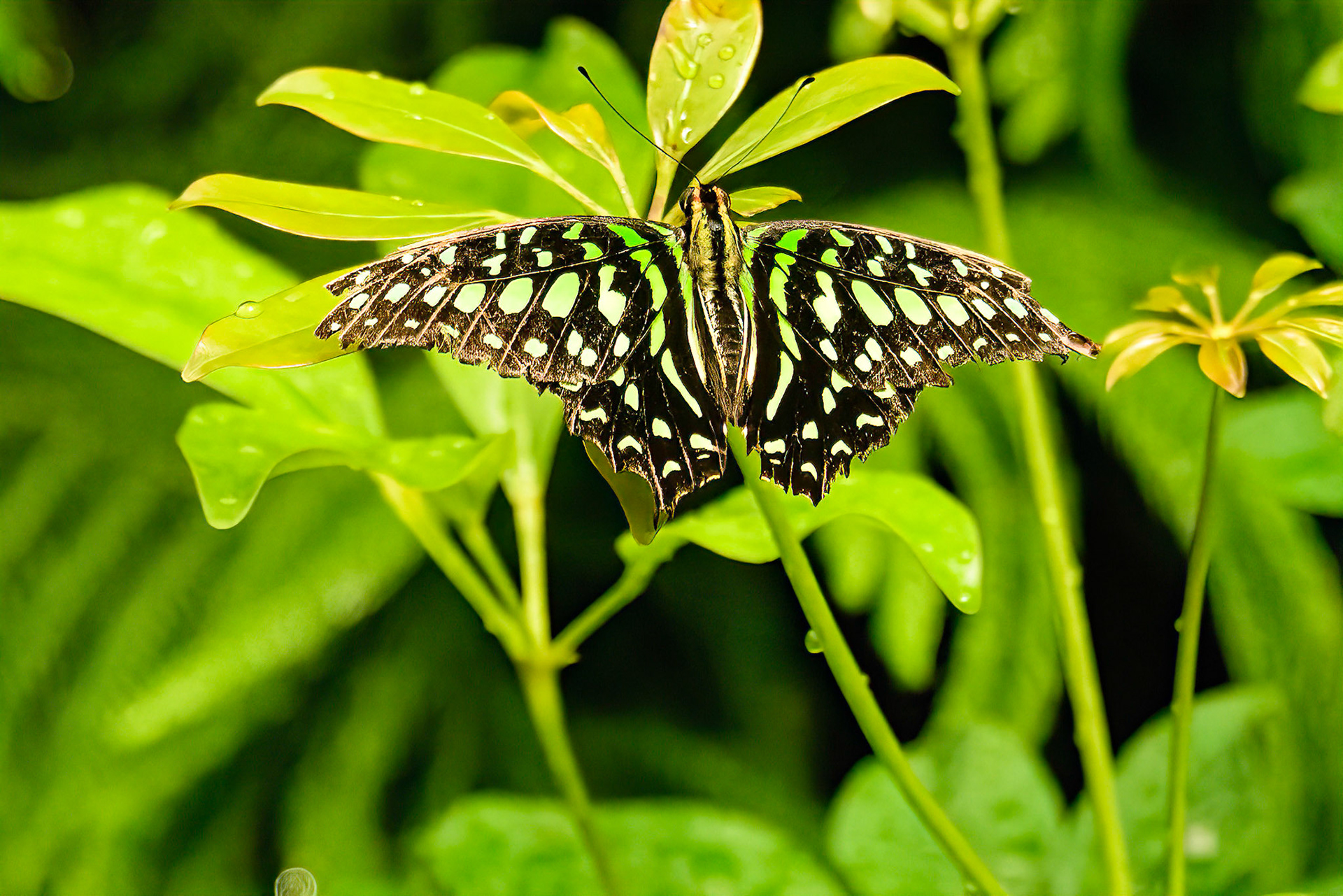 Tailed Jay, Asia