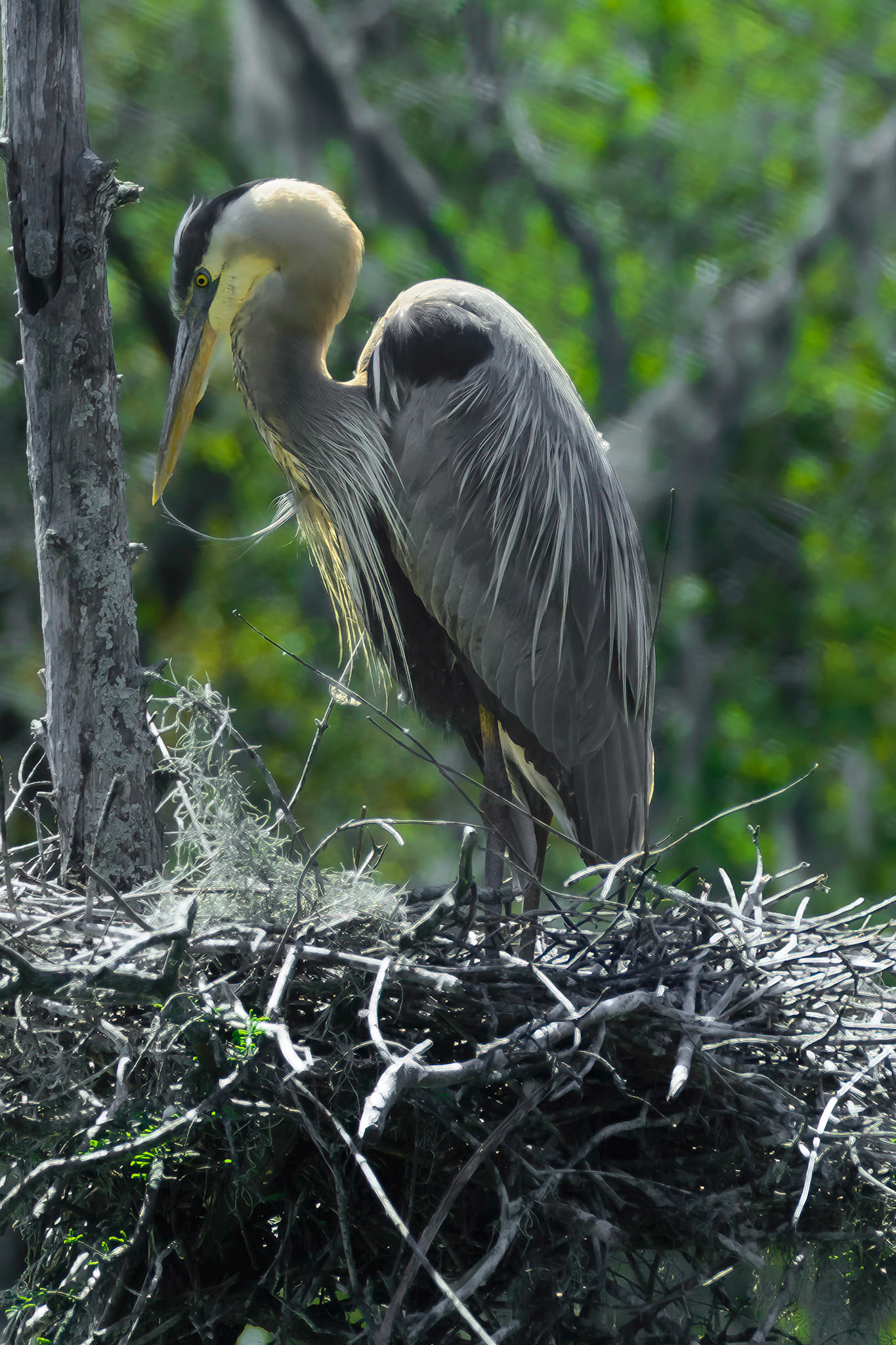 DTGD19731-Great Blue Heron. Magnolia Gardens