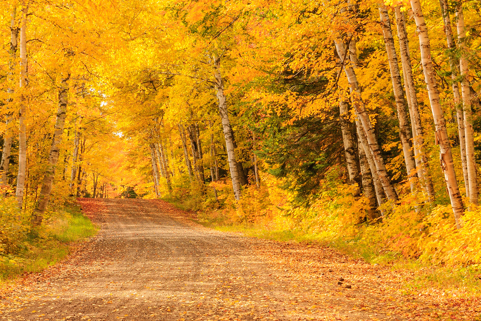 DTGD12808 Fall Color on Wyoming Road, Grant Township, MI