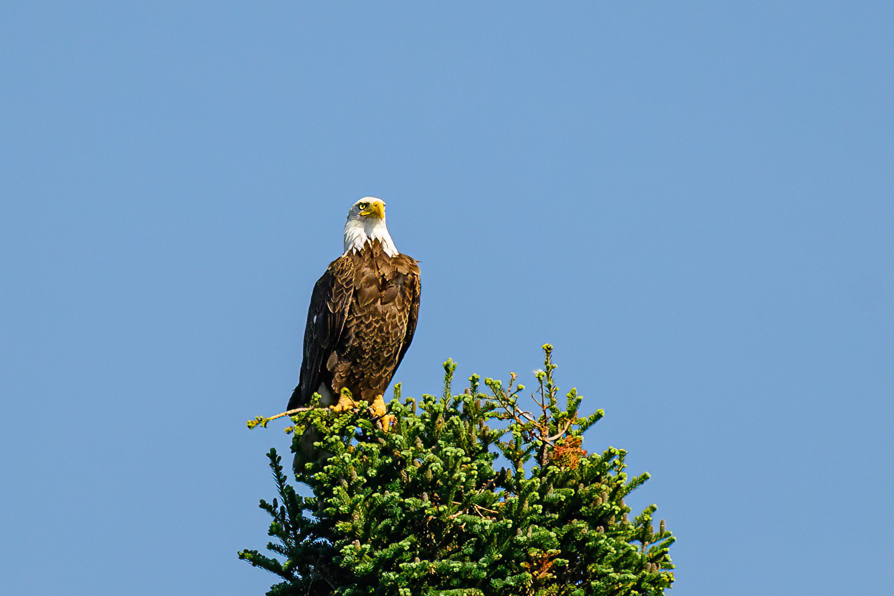 DTGD38049 Eagle on Adroscoggin River