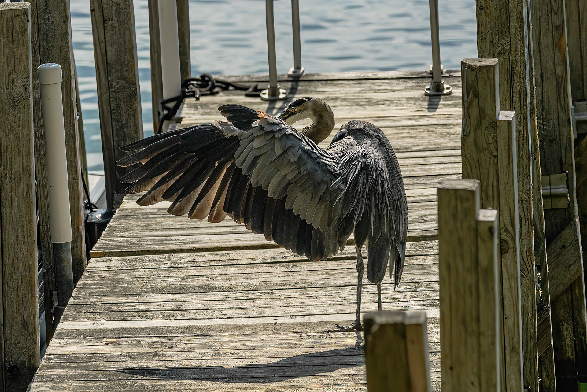 DTGD38320-Blue Heron on Winnipesaukee