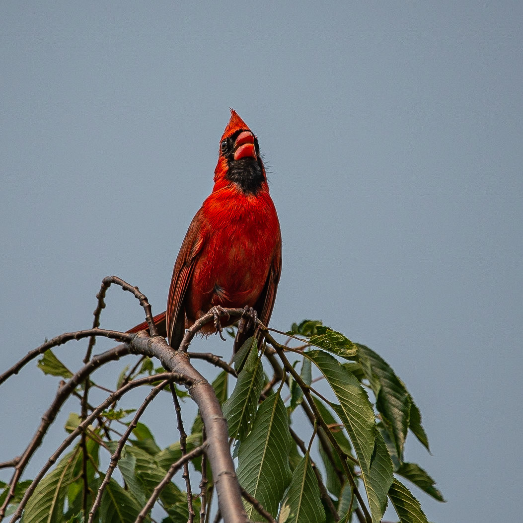 DTGD34611-Cardinal