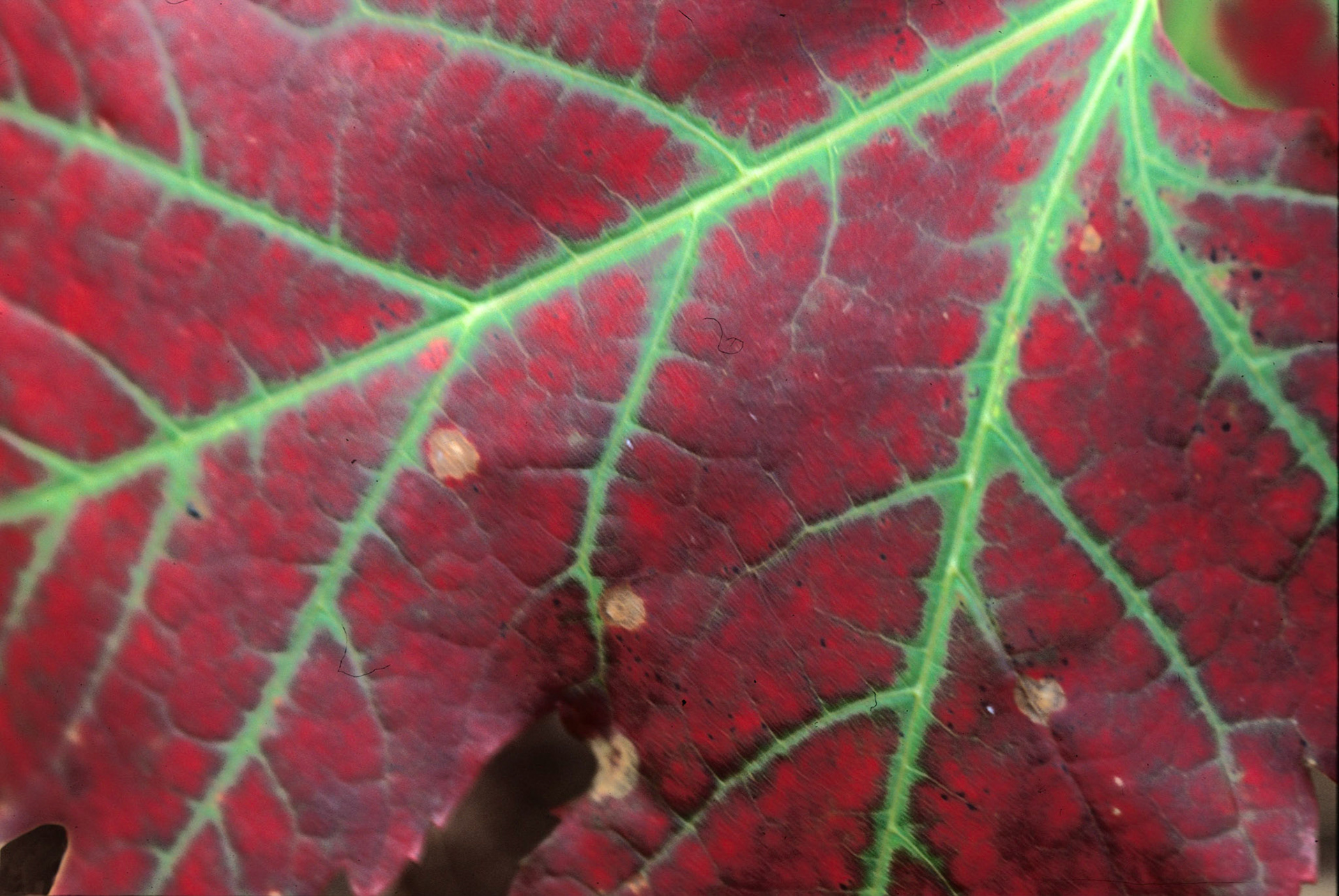 DTG00105 Burgundy Autum Leaf