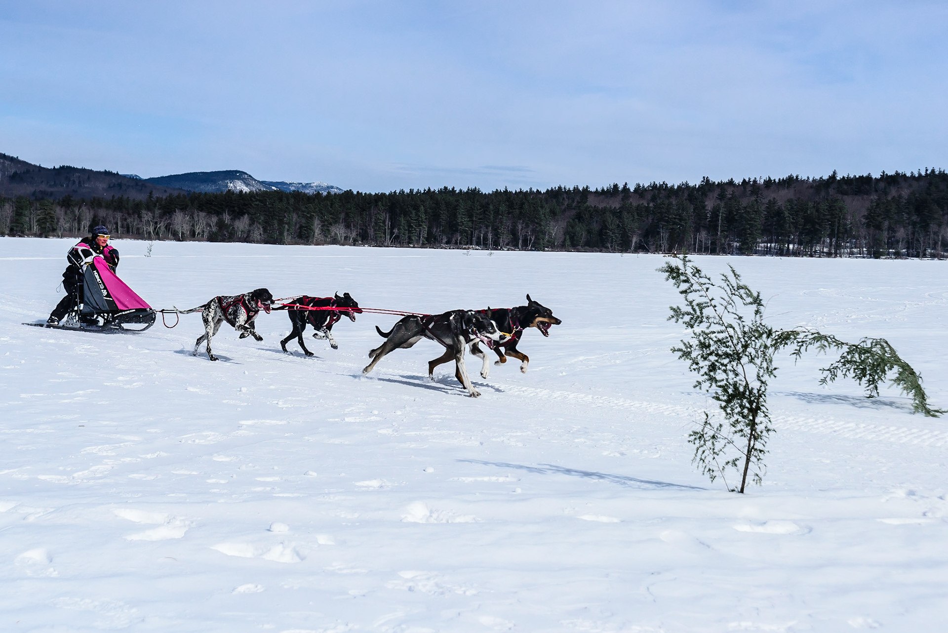 DTGD16749 Tamworth Sled Dog Races