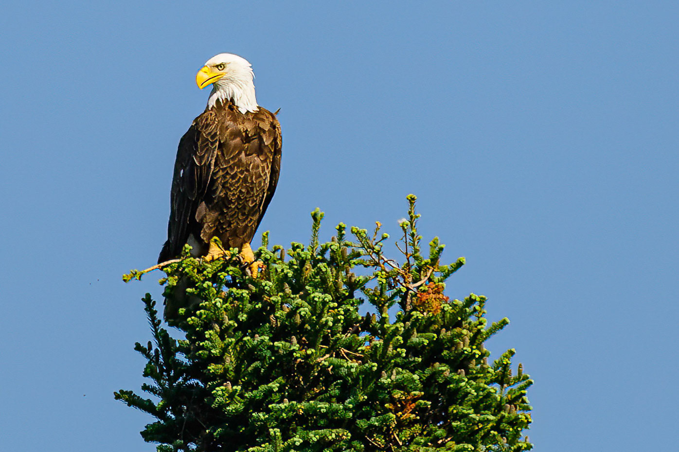 DTGD38051-Bald Eagle
