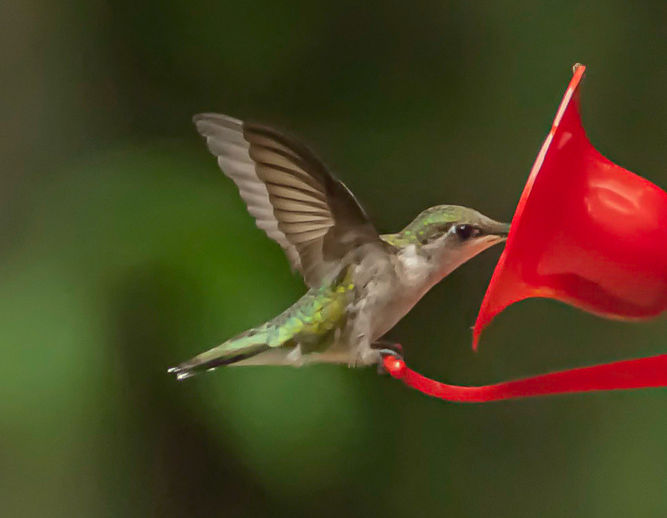 DTGD07644-Humming Bird