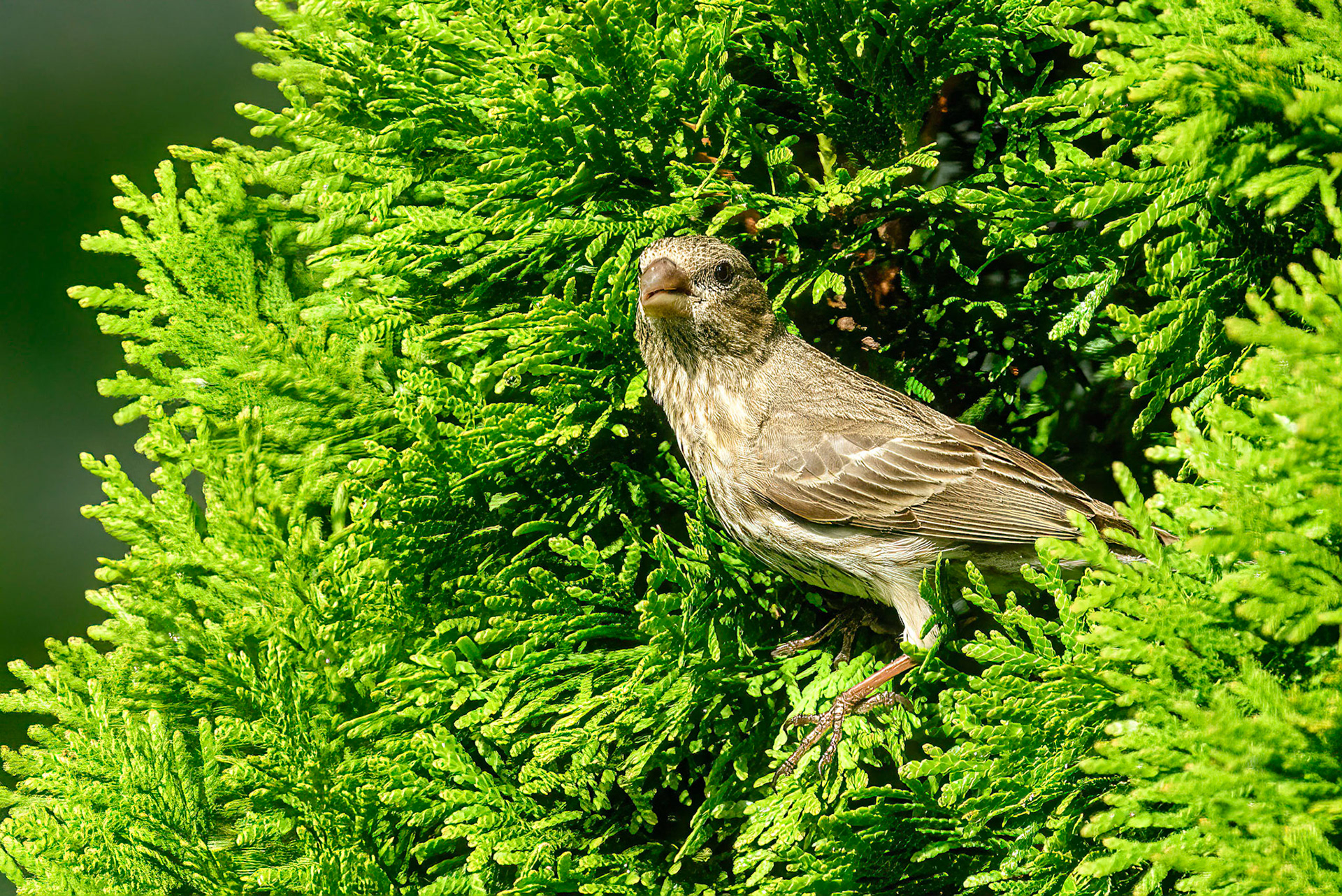 DTGD38161-Female House Finch
