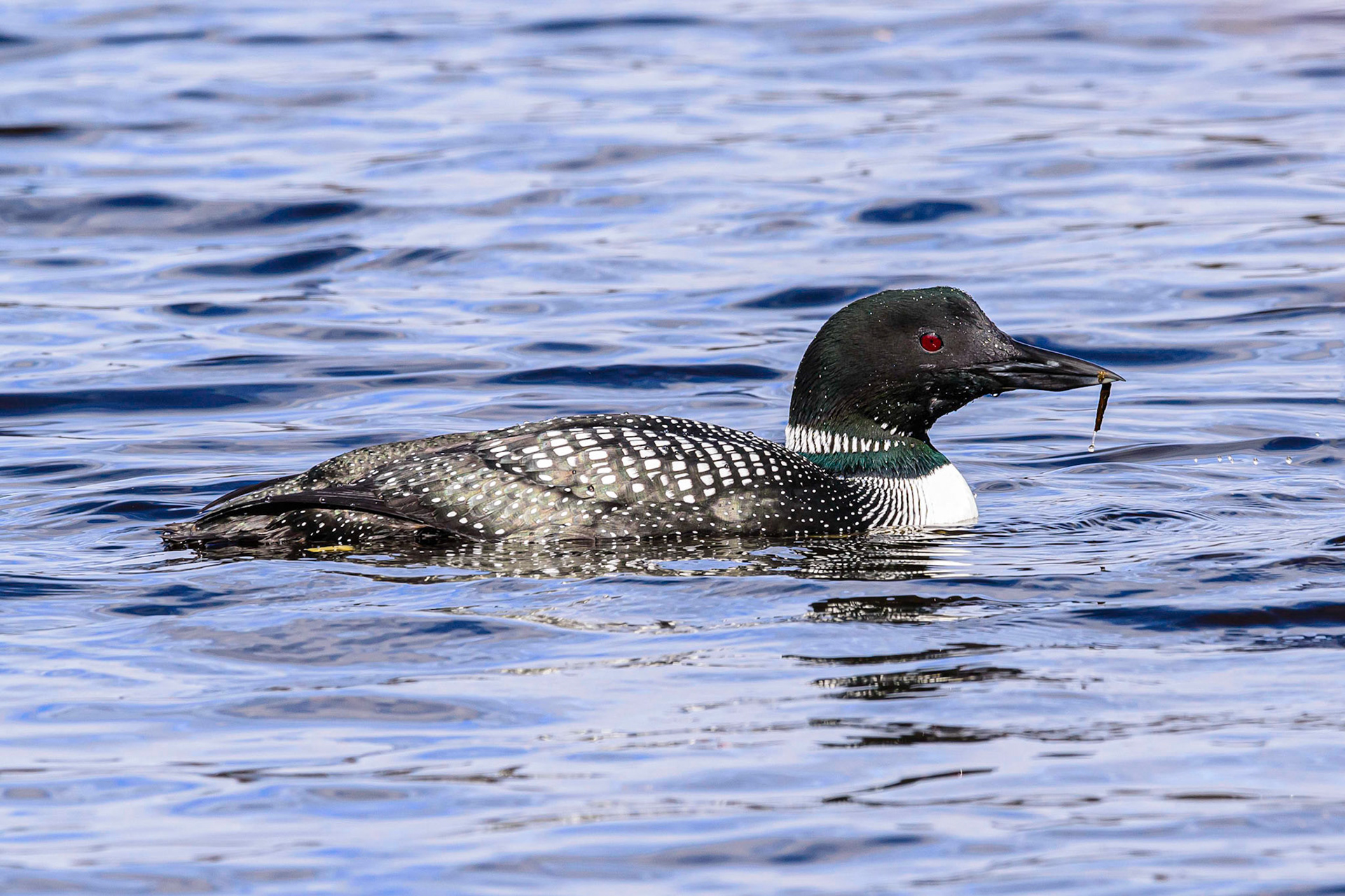 DTGD30489-Loon with lunch