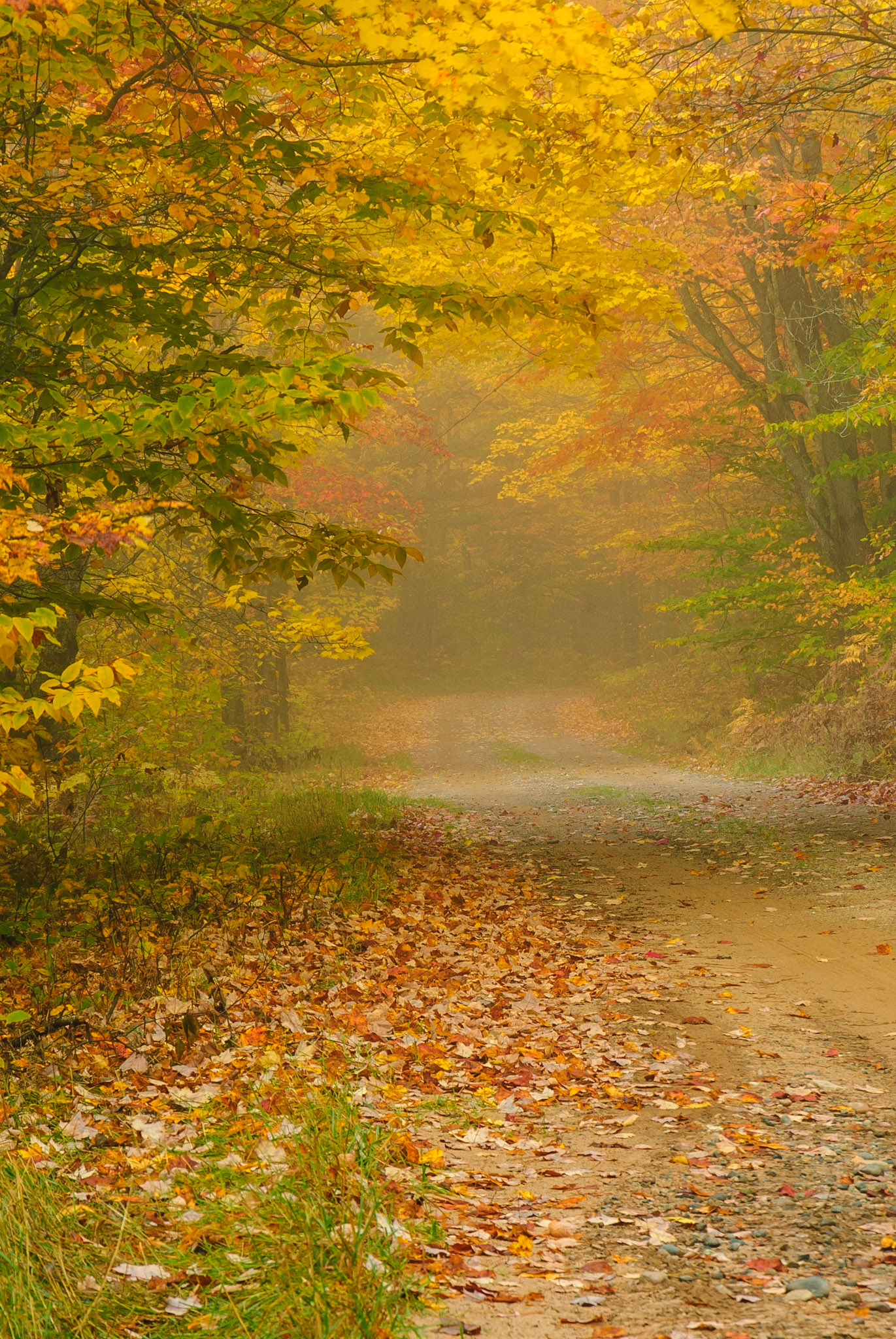 DTGD13063 Foggy Morning, Dirt Road