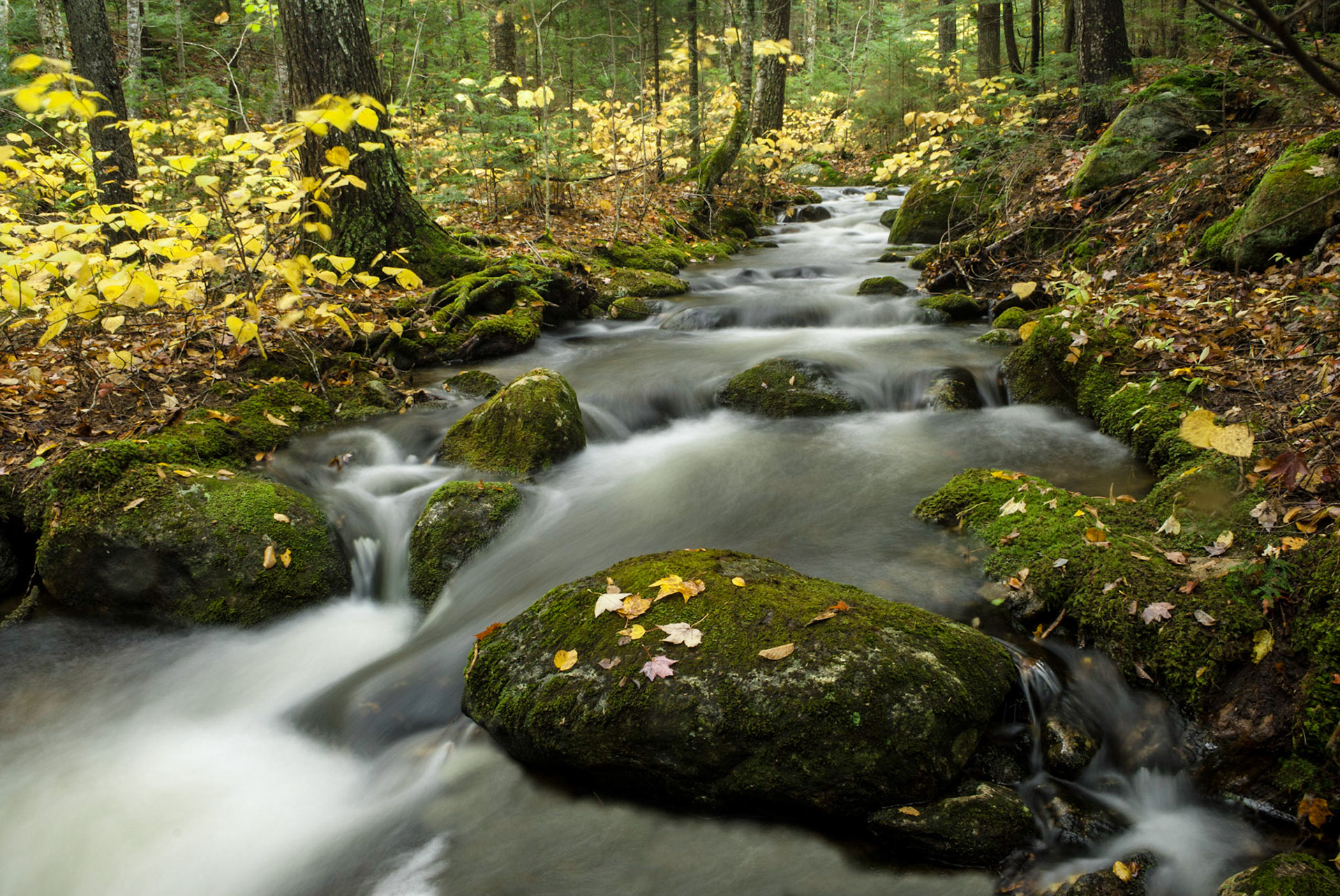 DTGD06837 Fall Brook
