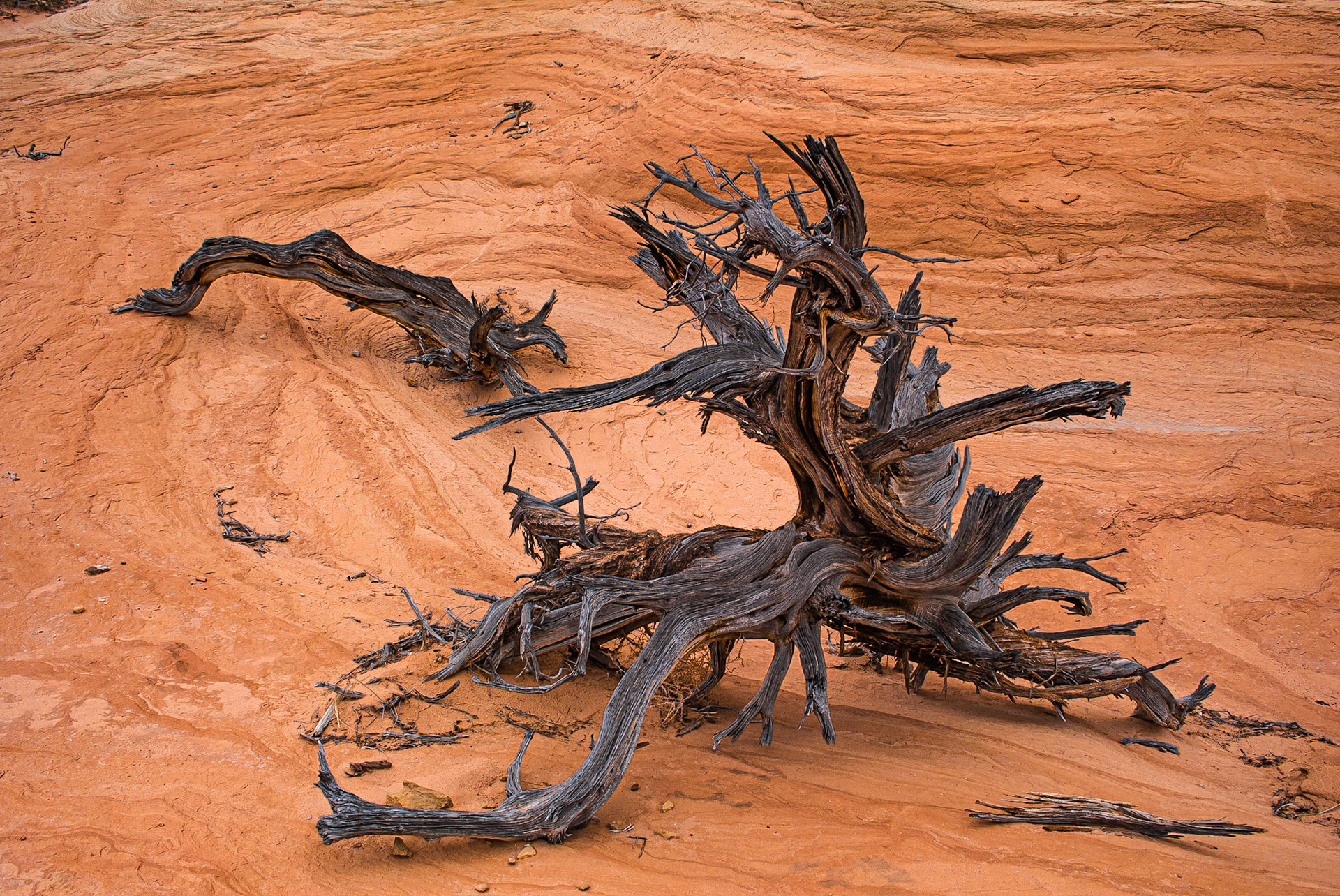 Gnarled Old Tree, Devils Garden, Escalante, UT