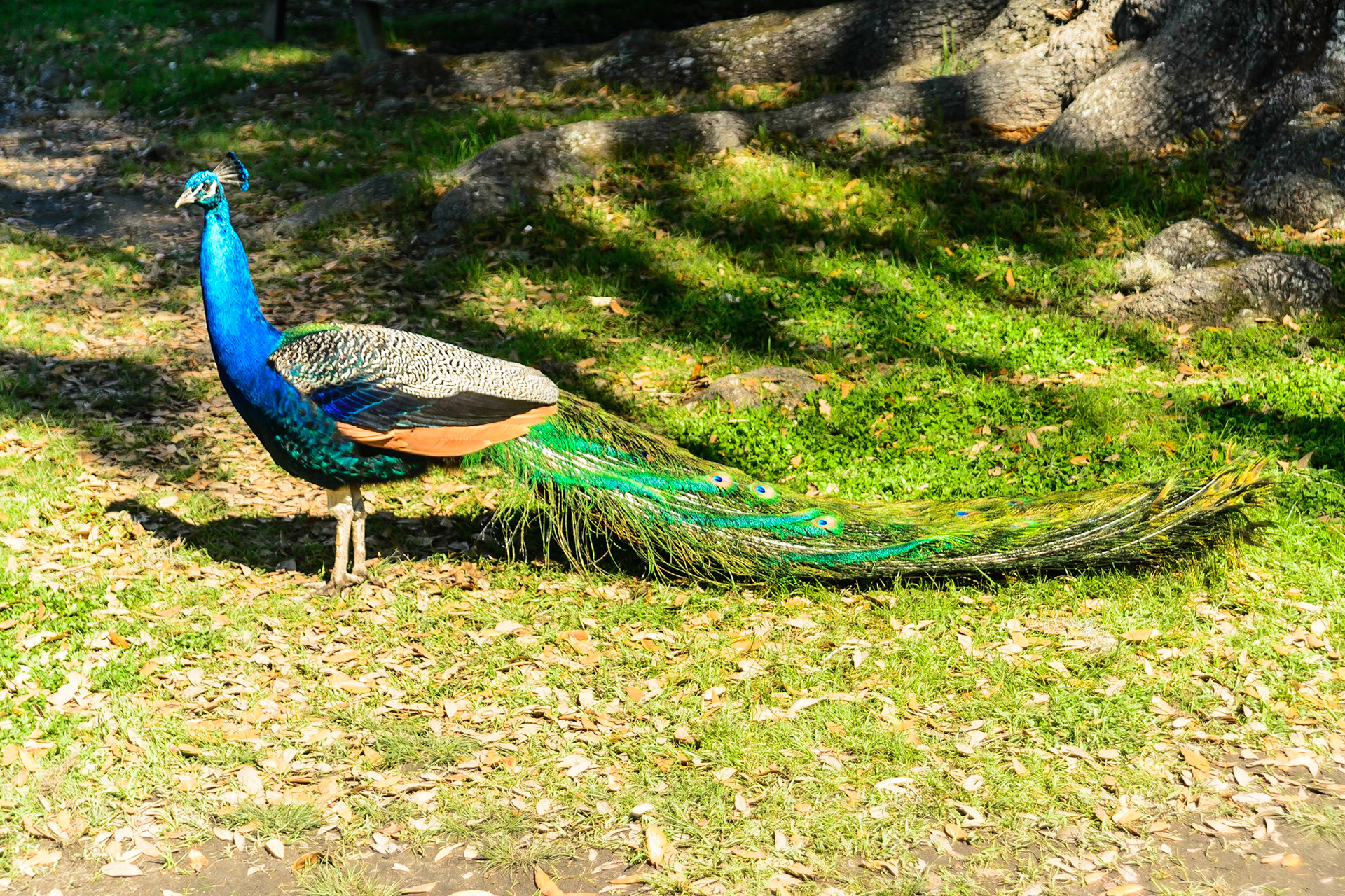 DTGD19678-Peacock in Magnolia Gardens