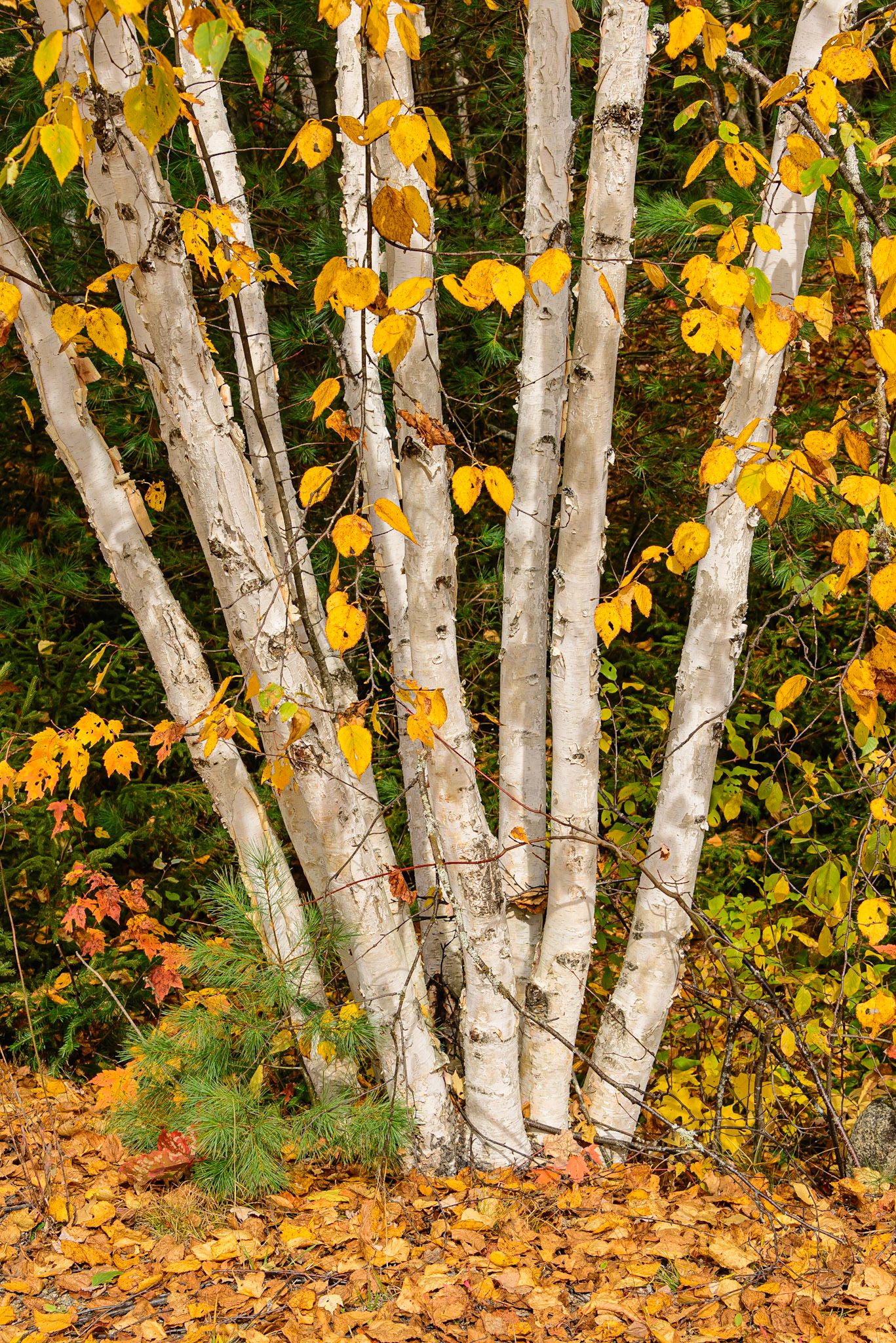 DTGD31758 White Birch in Fall