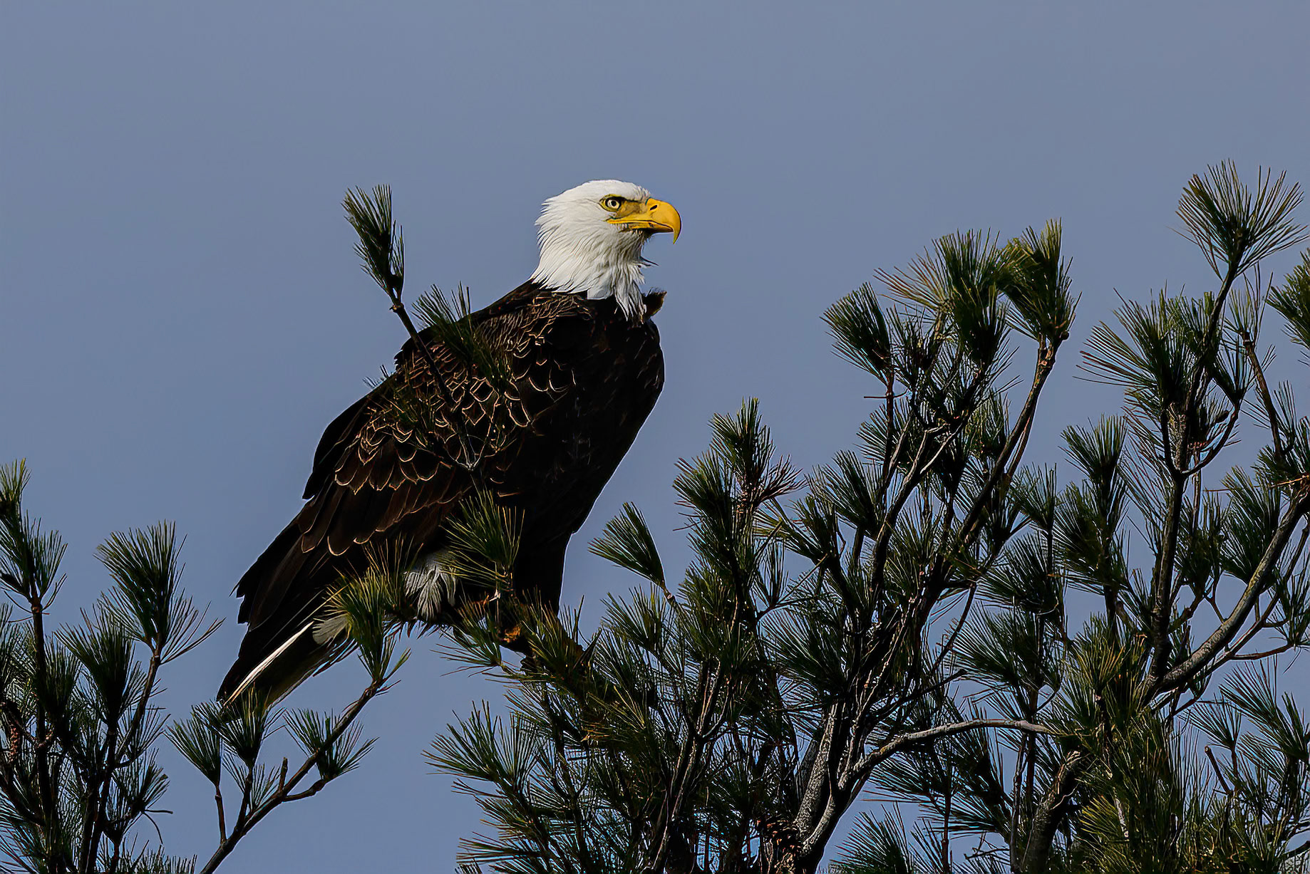 DTGD39571-Eagle on Winnipesaukee