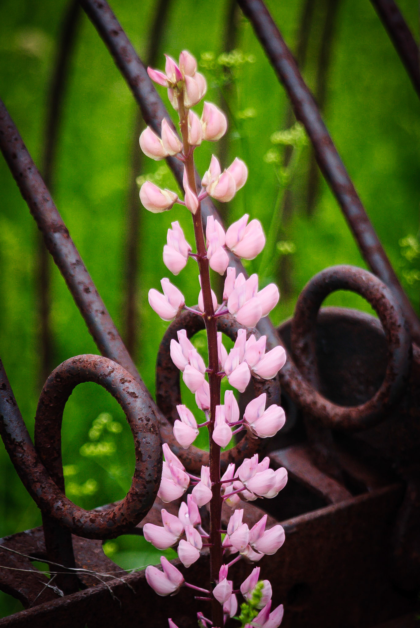 DTGD05550 Lupine &amp; Old Hay Rake