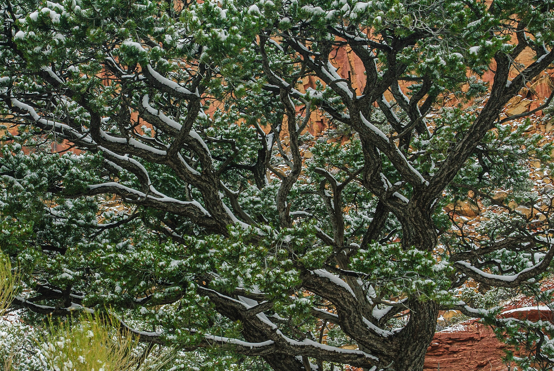 Light snow fall on tree in Long Canyon along Burr Trail.