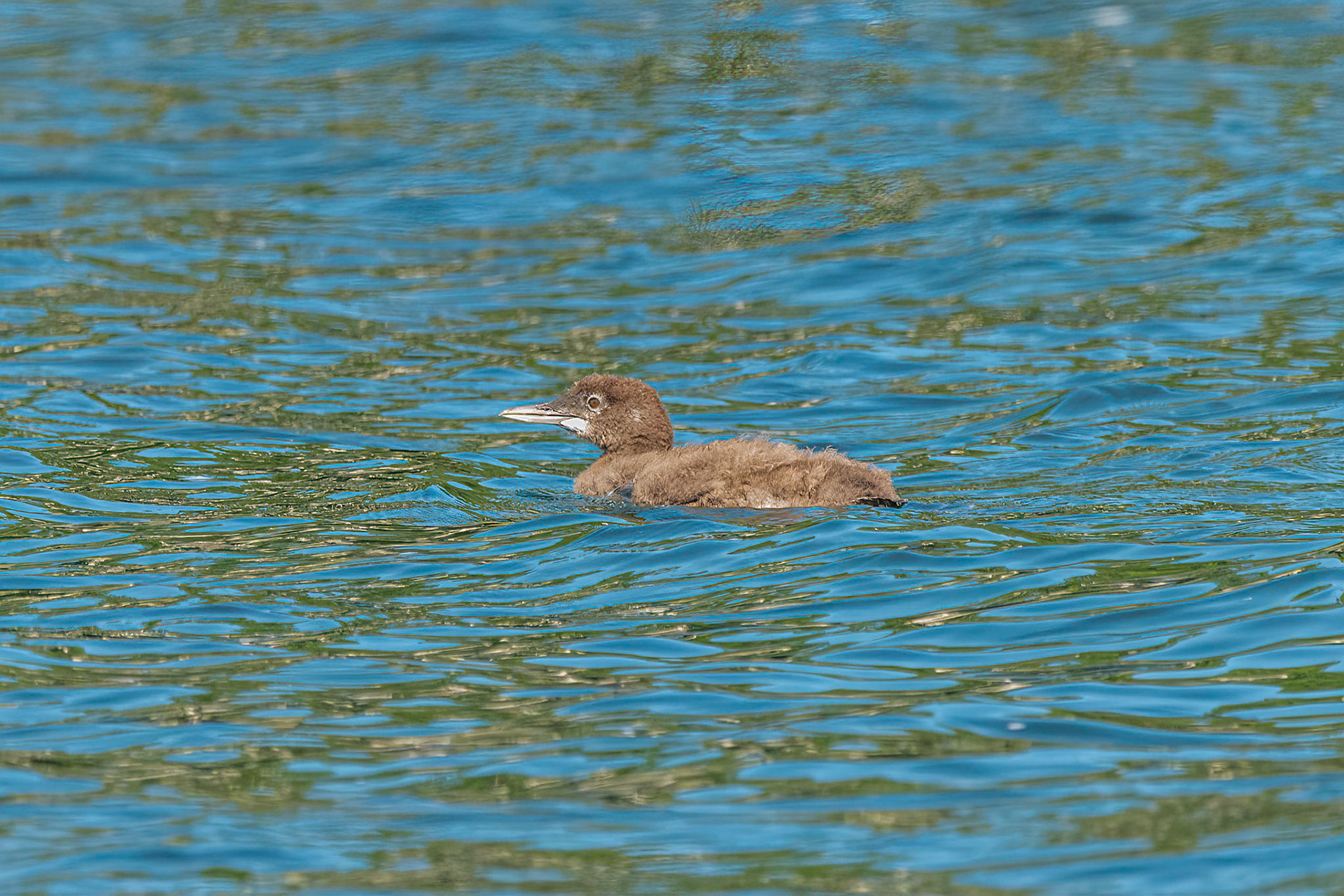 DTGD36253-Loon Chick