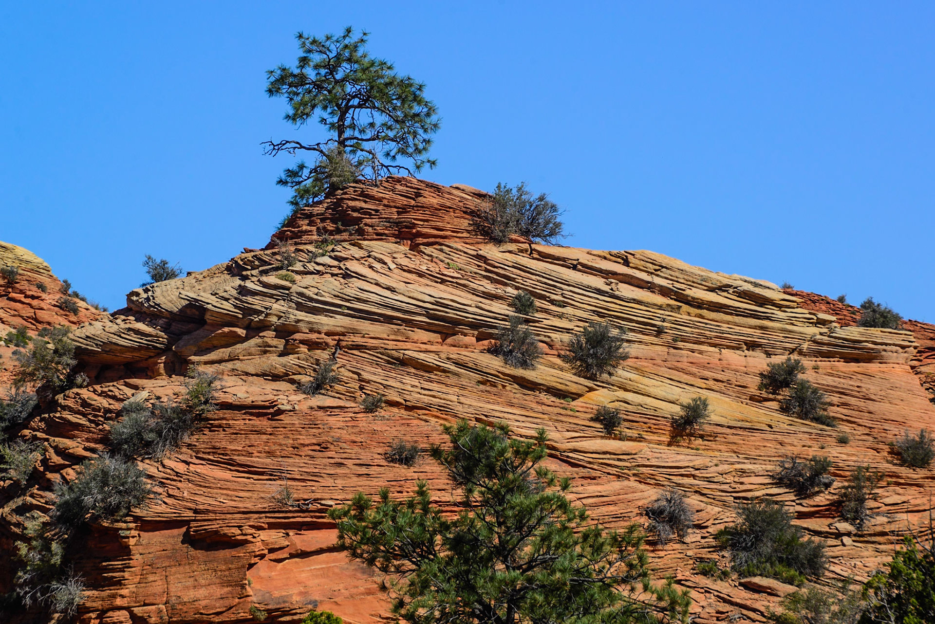 DTGD22284 Patterns and textures of the sand stone rocks of Zion Nat'l Park