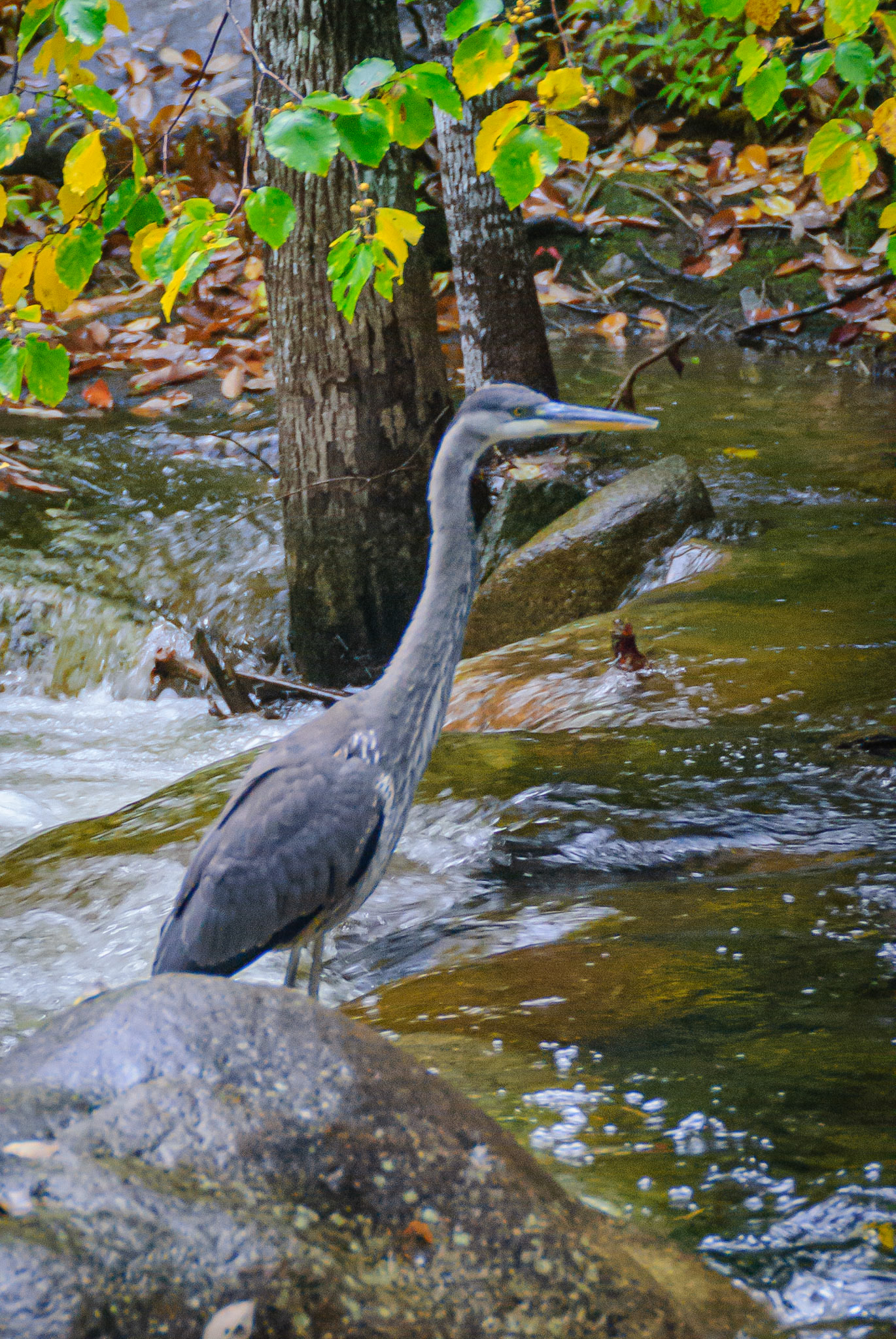 DTGD01645-Blue Herron