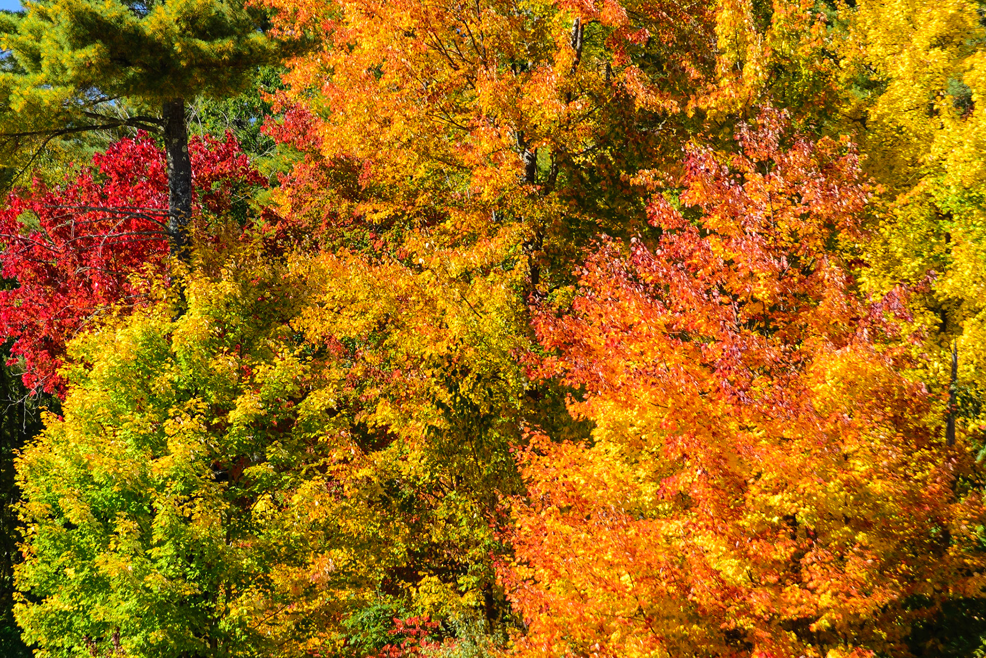 DTGD18344 Fall Color in NH