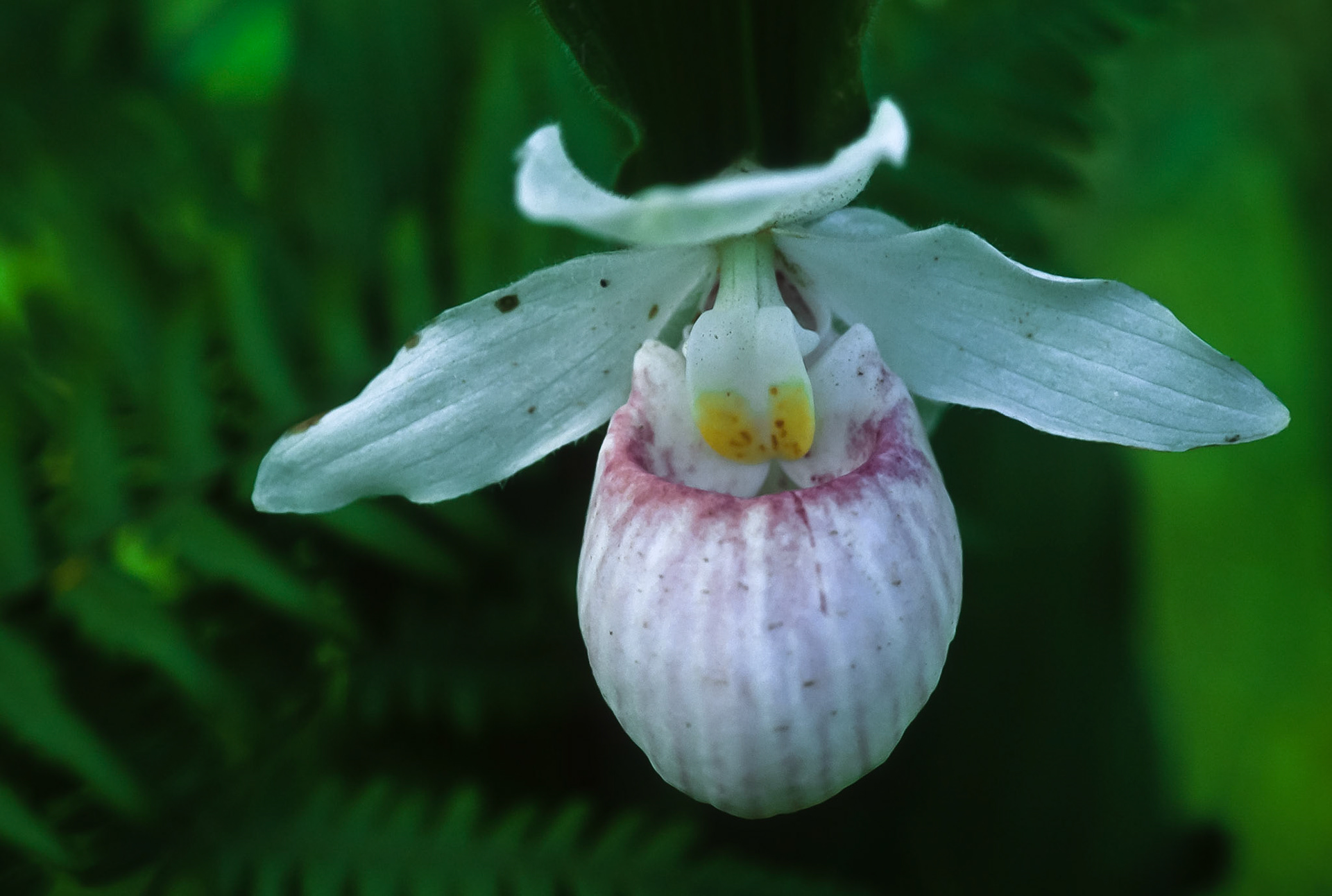 DTG07022 Lady Slipper, Tamrac Nat'l Wildlife Refuge
