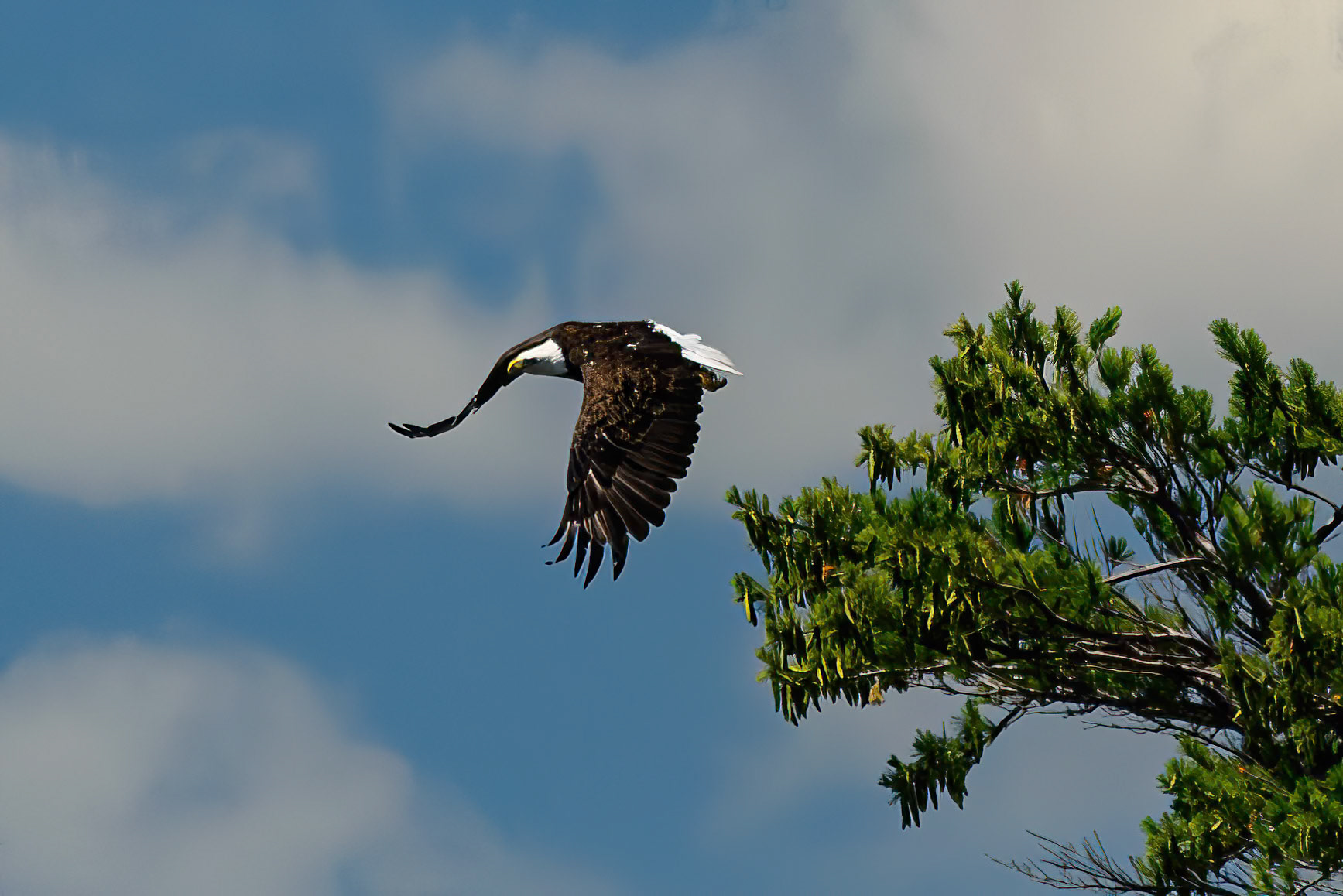DTGD41522 Bald Eagle on Squam Lake